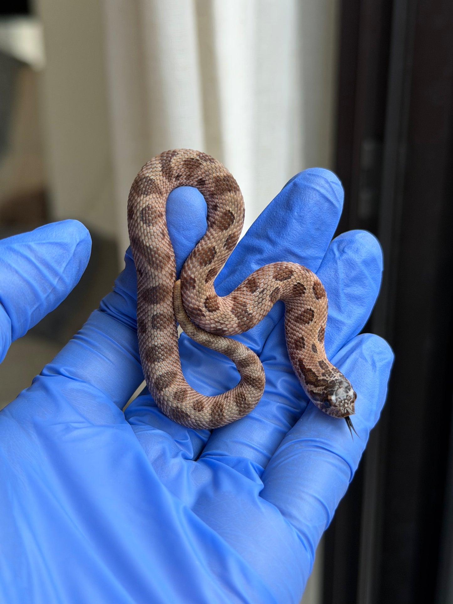 2025 北極紫貂康達66%ph太陽爆炸 ♀ (H25432)