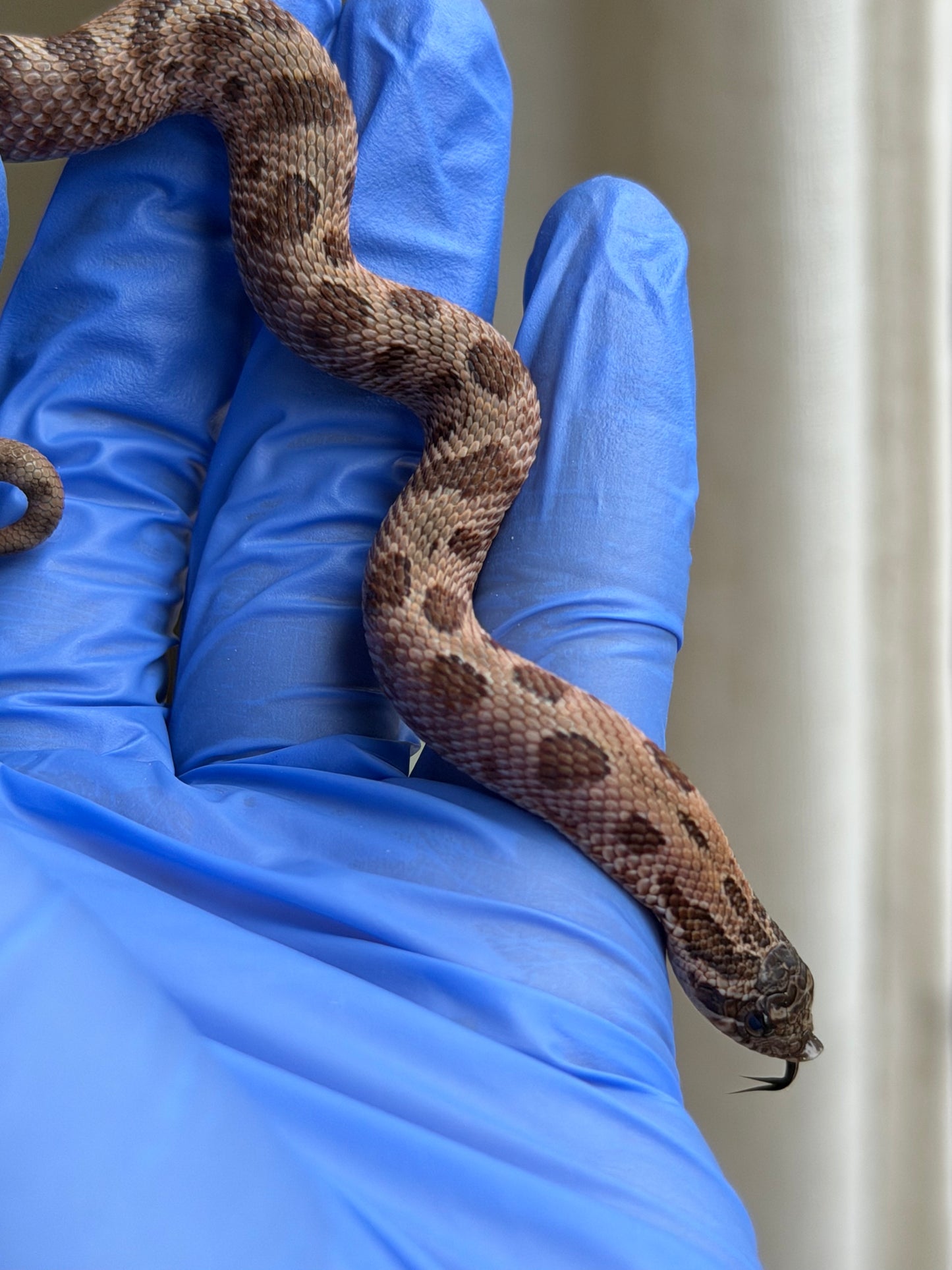 2025 北極紫貂康達66%ph太陽爆炸 ♀ (H25432)