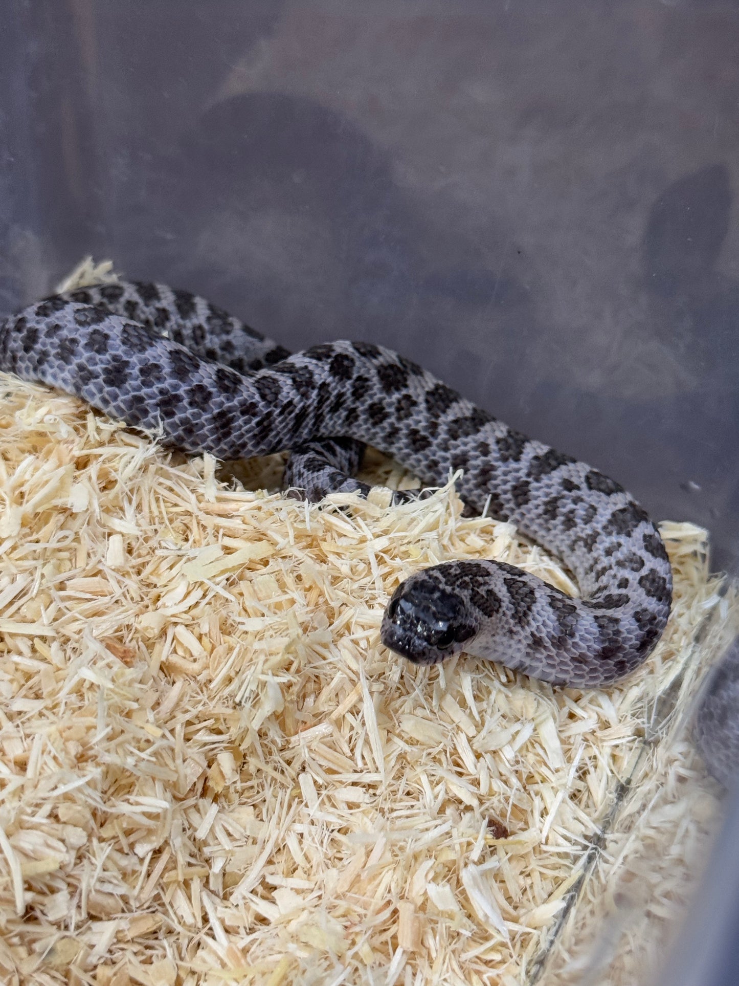2025 超級北極紫貂66%ph白化 ♀ (H25188)