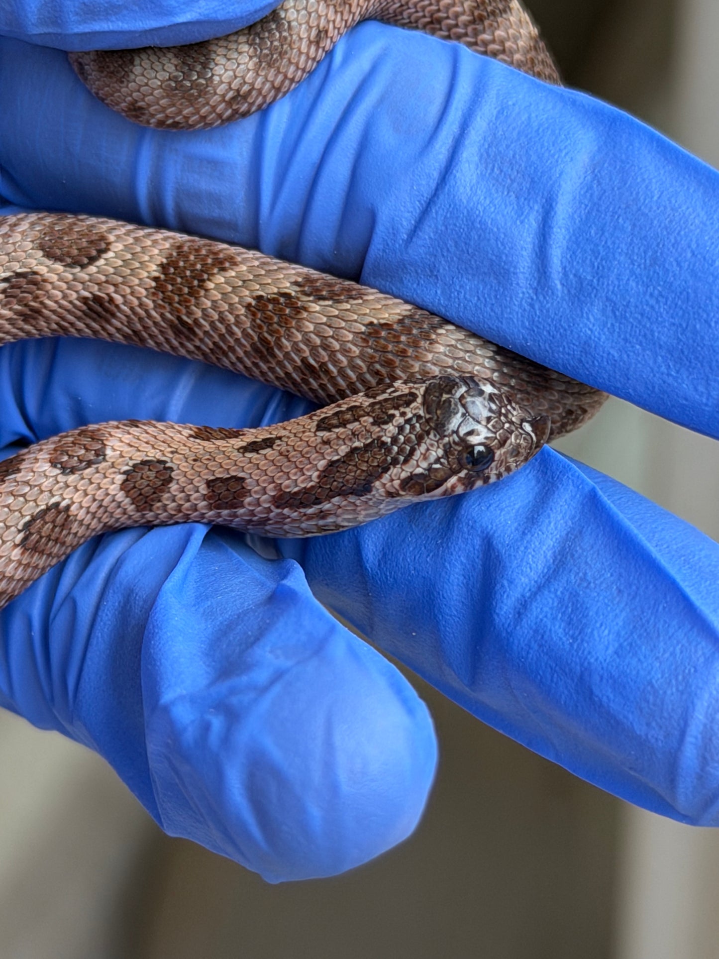 2025 北極紫貂康達66%ph太陽爆炸 ♀ (H25432)