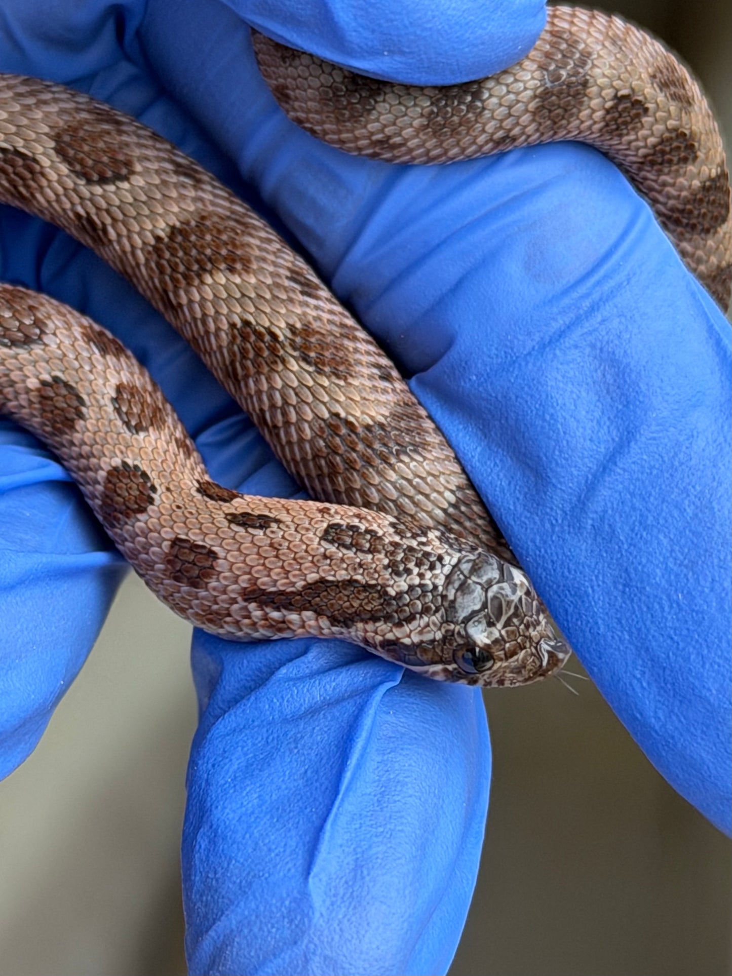 2025 北極紫貂康達66%ph太陽爆炸 ♀ (H25432)