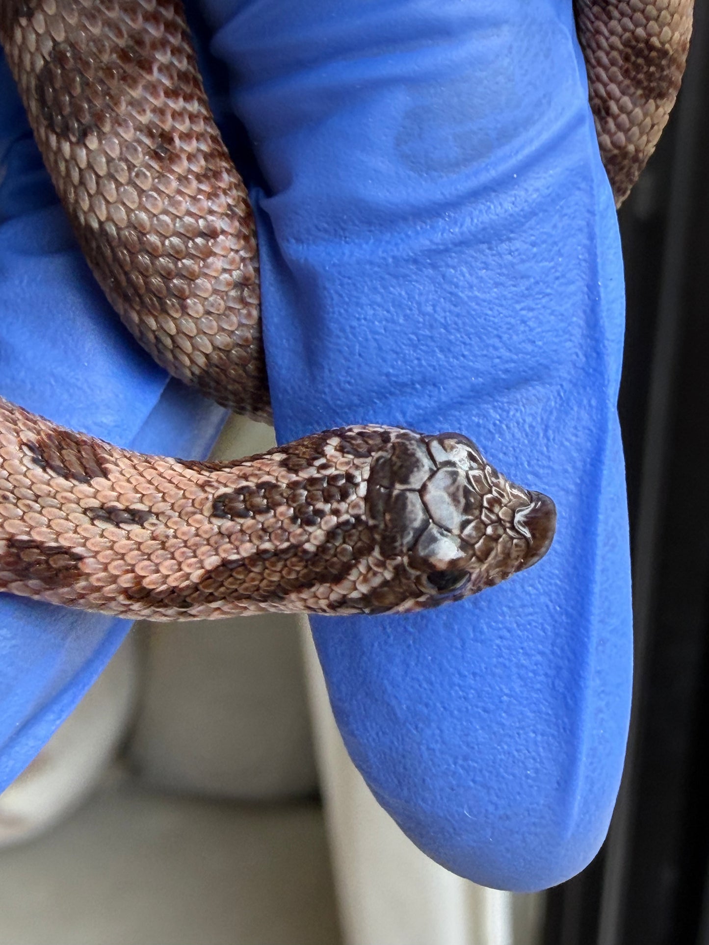 2025 北極紫貂康達66%ph太陽爆炸 ♀ (H25432)