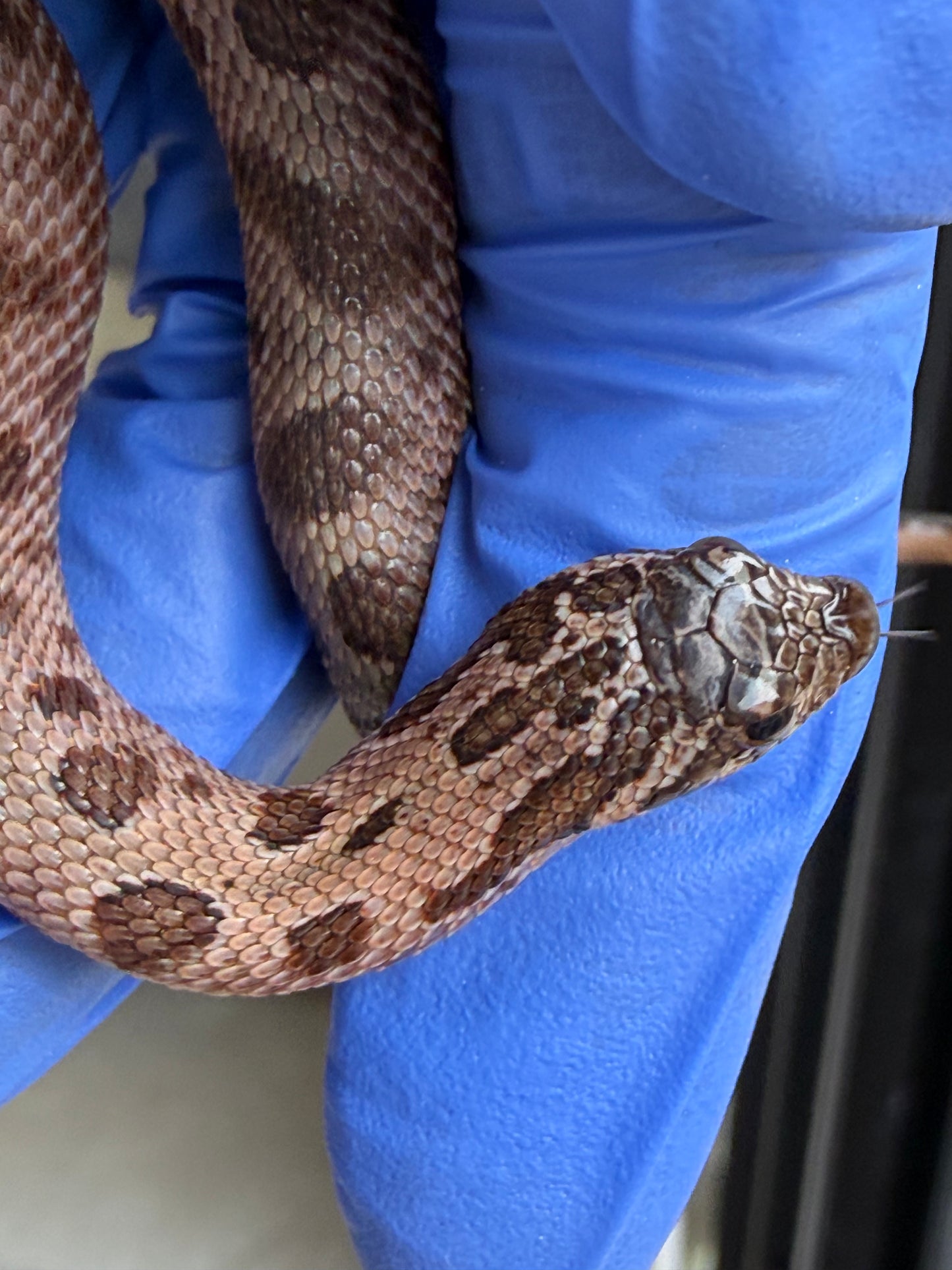 2025 北極紫貂康達66%ph太陽爆炸 ♀ (H25432)