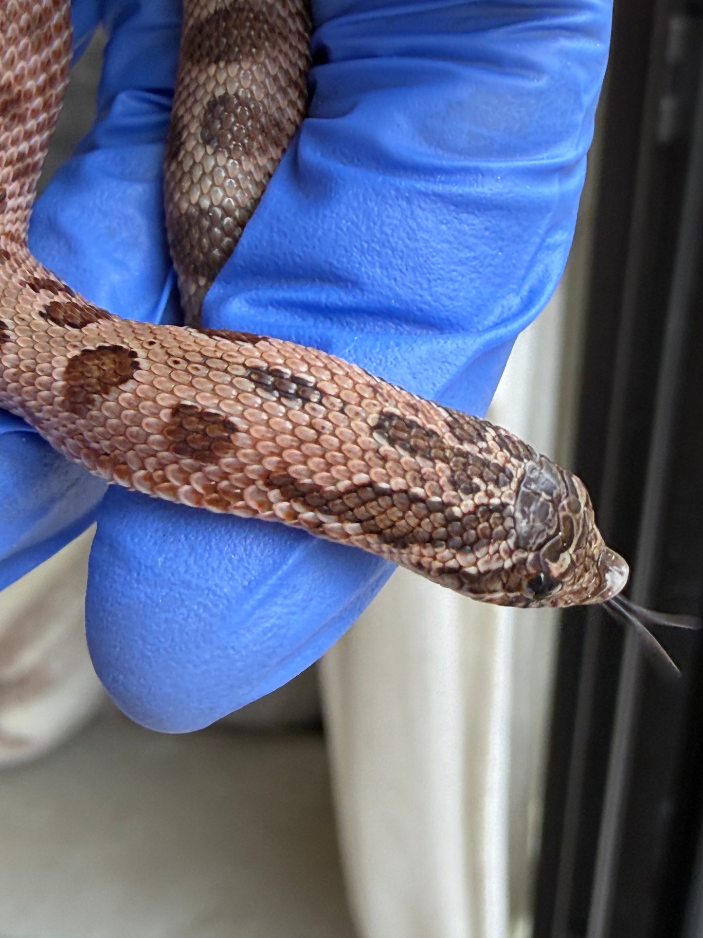 2025 北極紫貂康達66%ph太陽爆炸 ♀ (H25432)