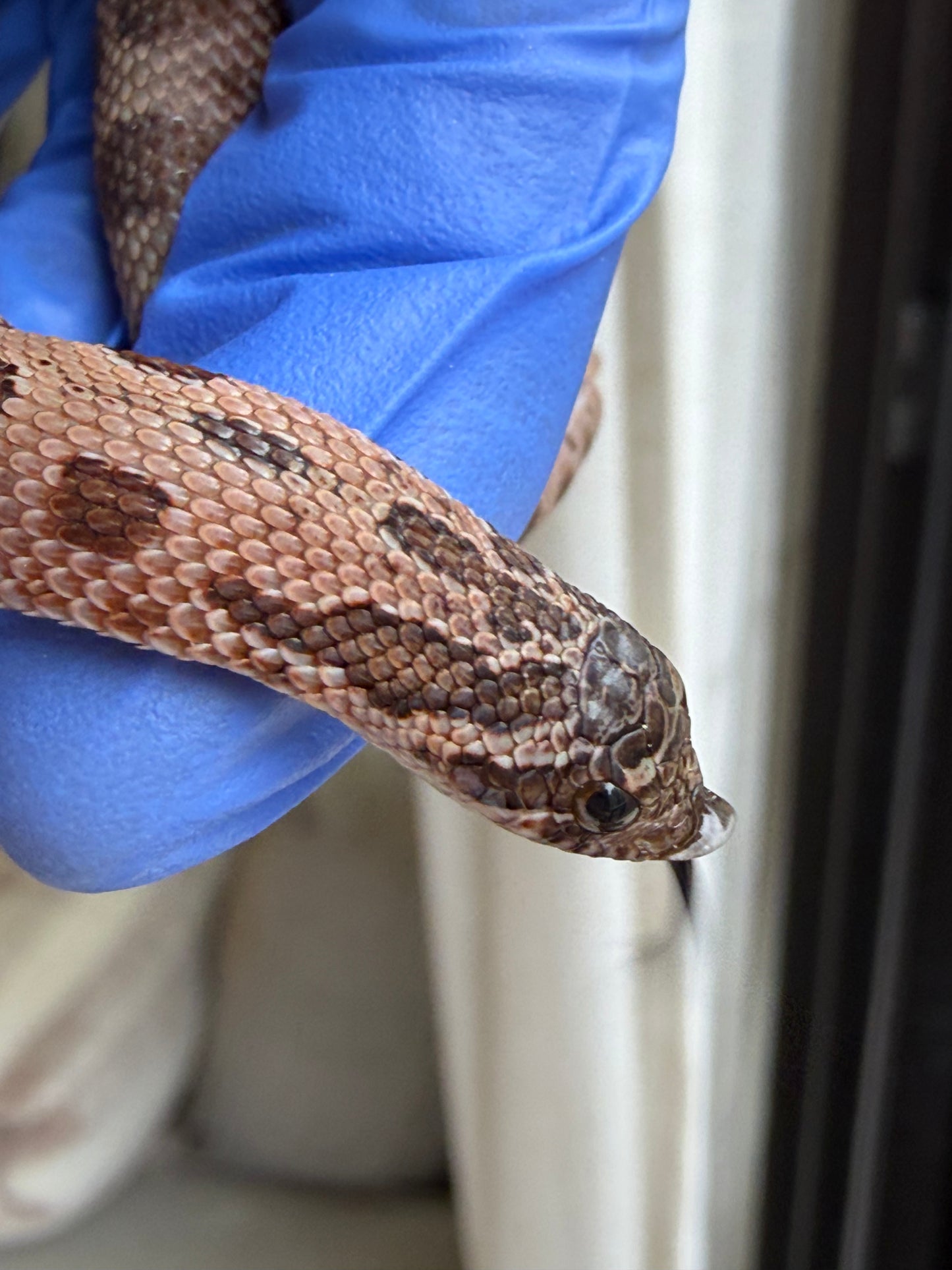 2025 北極紫貂康達66%ph太陽爆炸 ♀ (H25432)