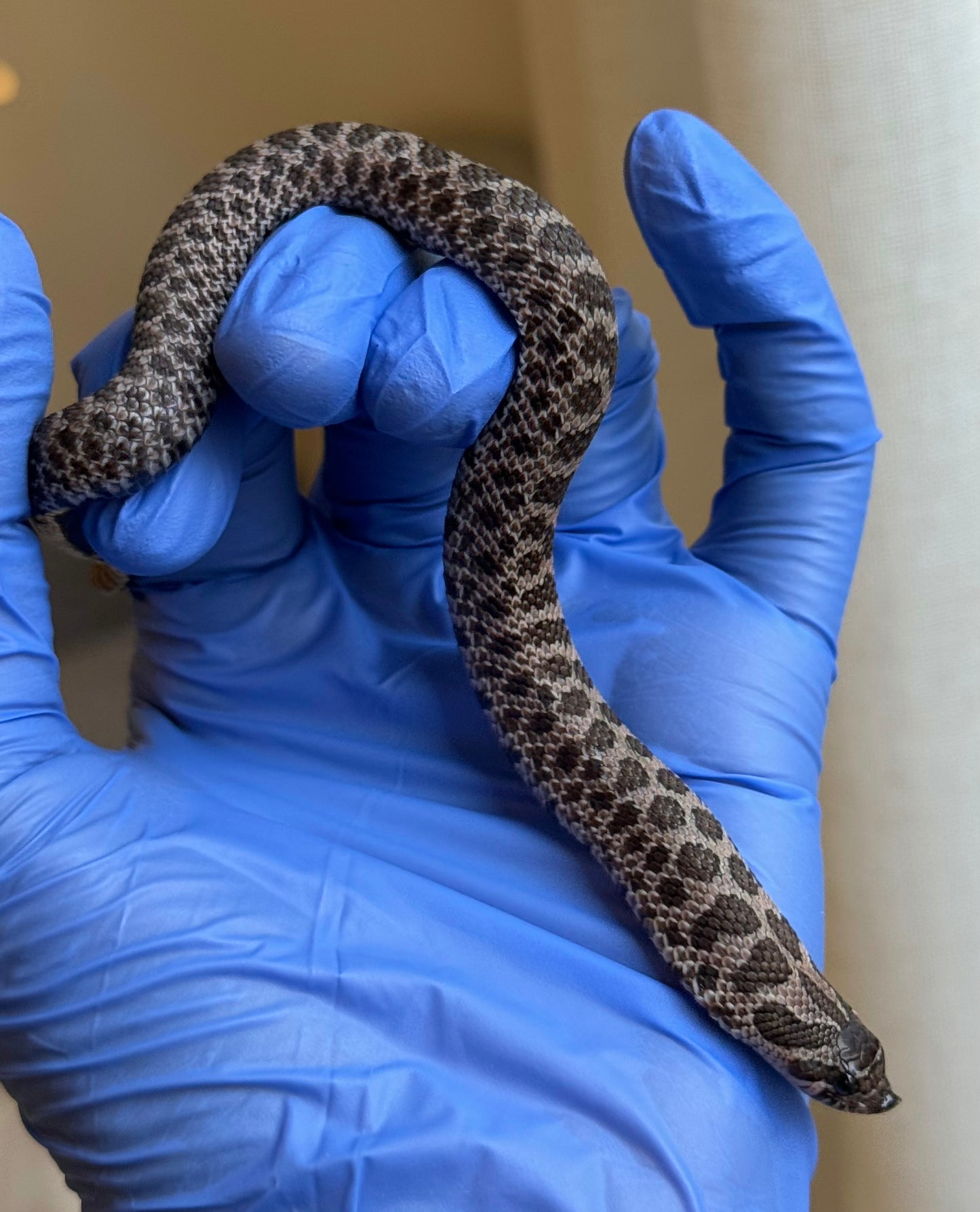 2025 北極紫貂66%ph白化 ♀ (H25204)