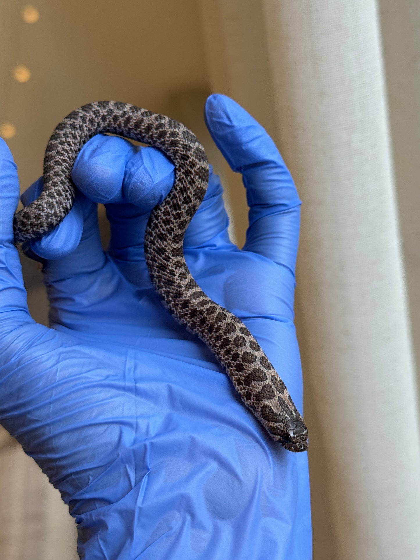 2025 北極紫貂66%ph白化 ♀ (H25204)