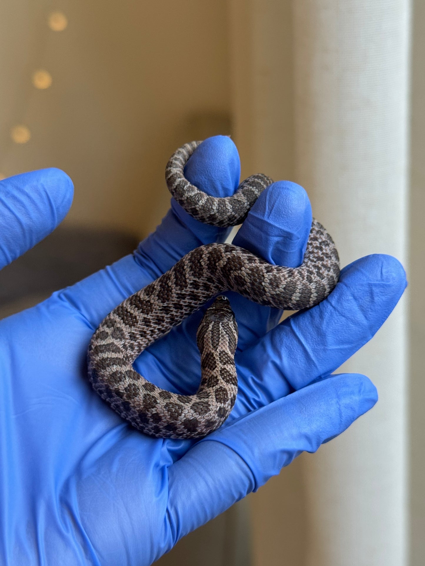 2025 北極紫貂66%ph白化 ♀ (H25204)
