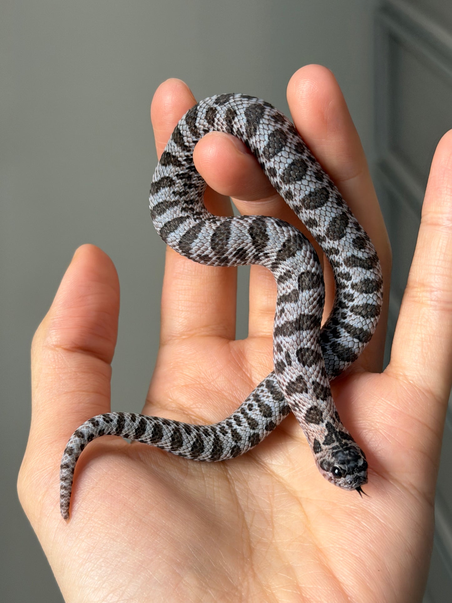 2025 超級北極紫貂66%ph白化 ♀ (H25427)