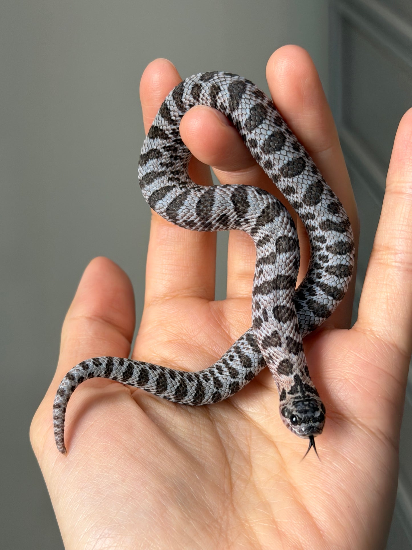 2025 超級北極紫貂66%ph白化 ♀ (H25427)