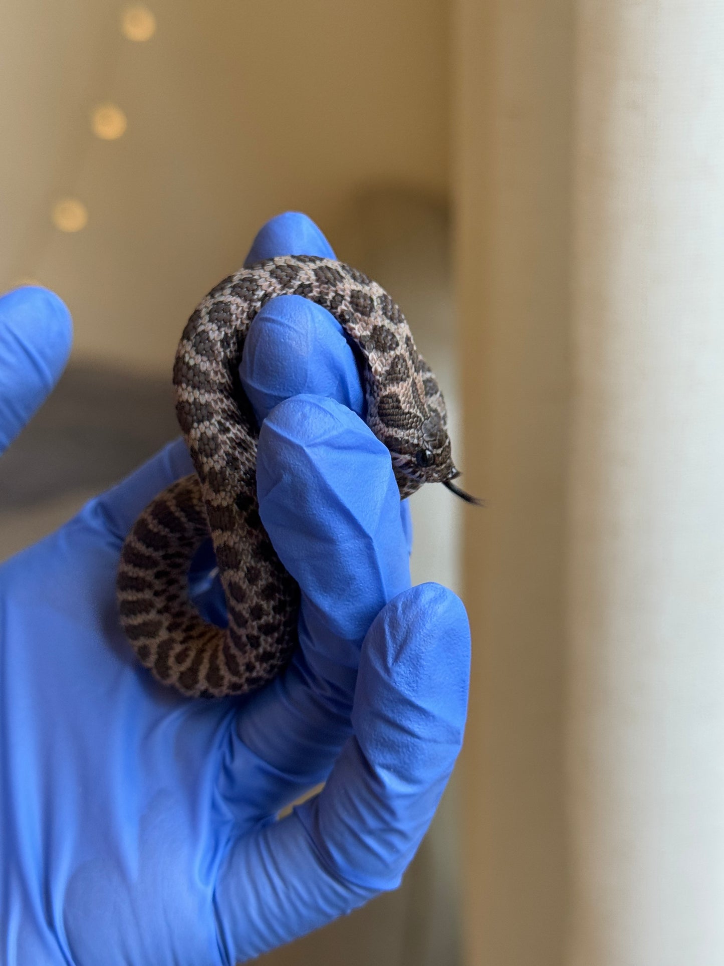 2025 北極紫貂66%ph白化 ♀ (H25204)