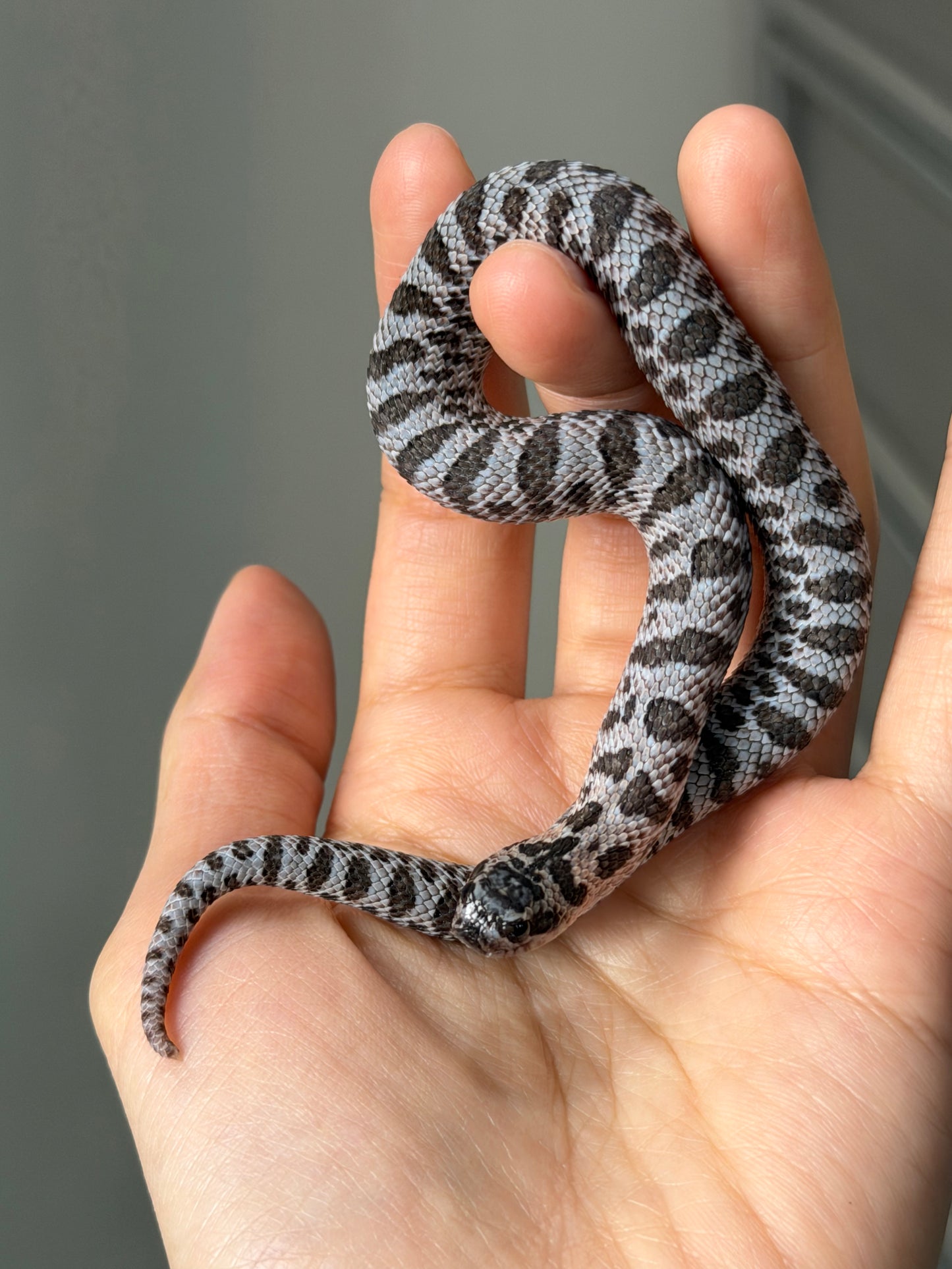 2025 超級北極紫貂66%ph白化 ♀ (H25427)