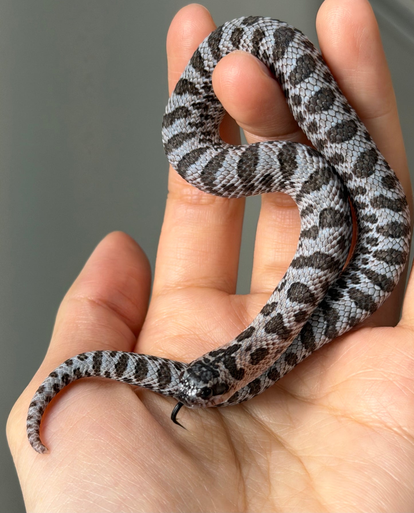 2025 超級北極紫貂66%ph白化 ♀ (H25427)