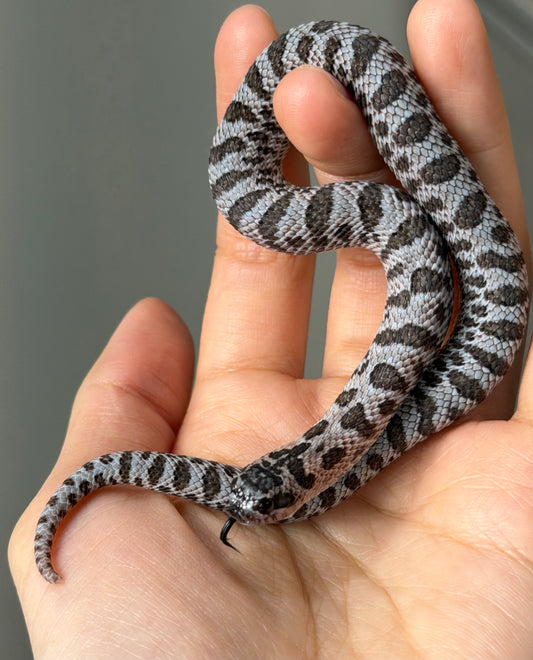 2025 超級北極紫貂66%ph白化 ♀ (H25427)