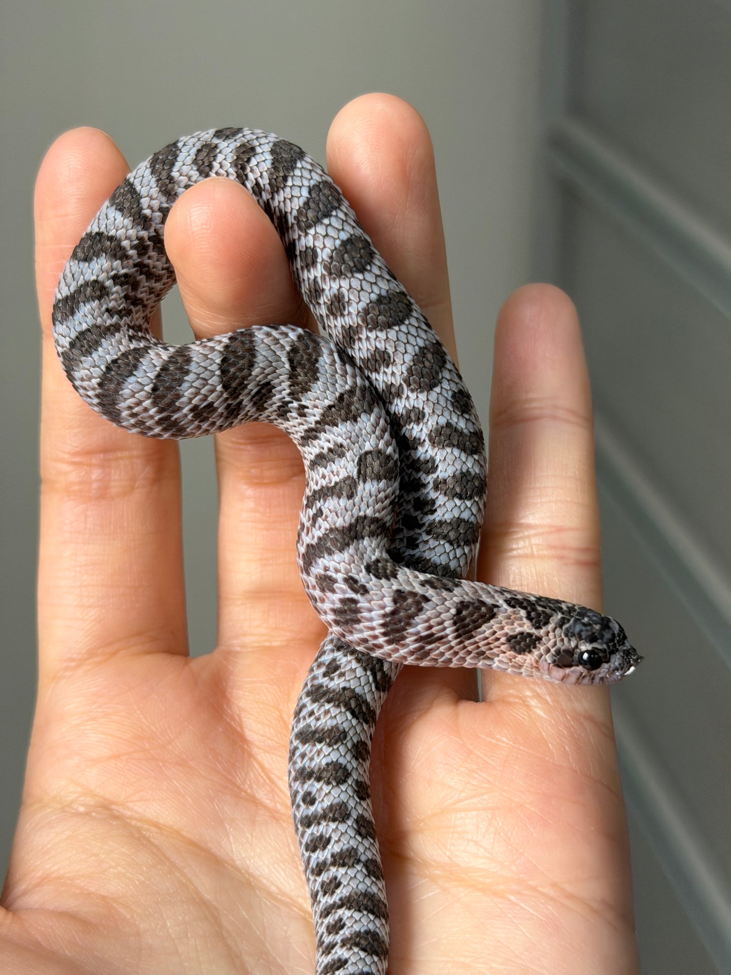 2025 超級北極紫貂66%ph白化 ♀ (H25427)