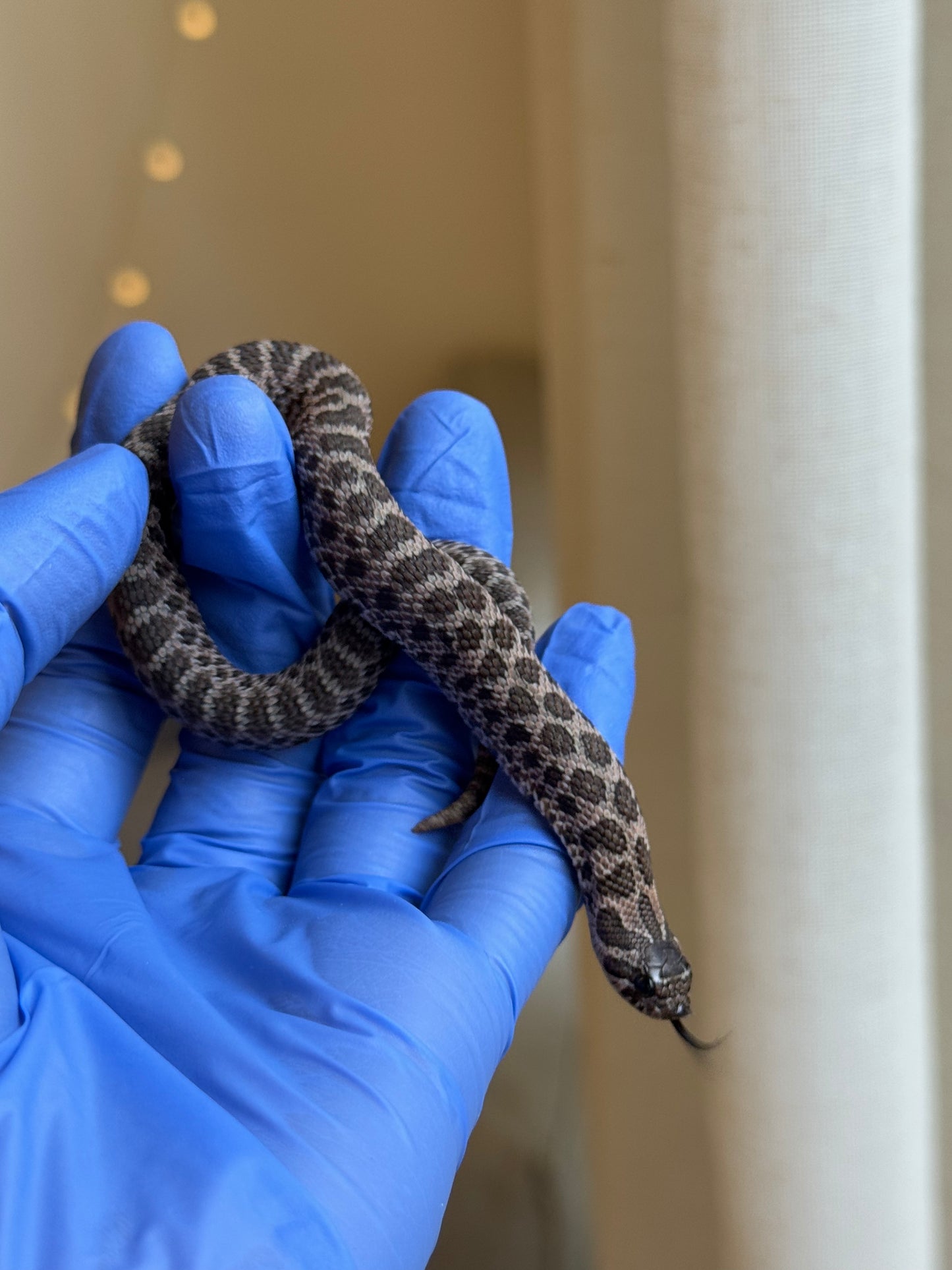 2025 北極紫貂66%ph白化 ♀ (H25204)