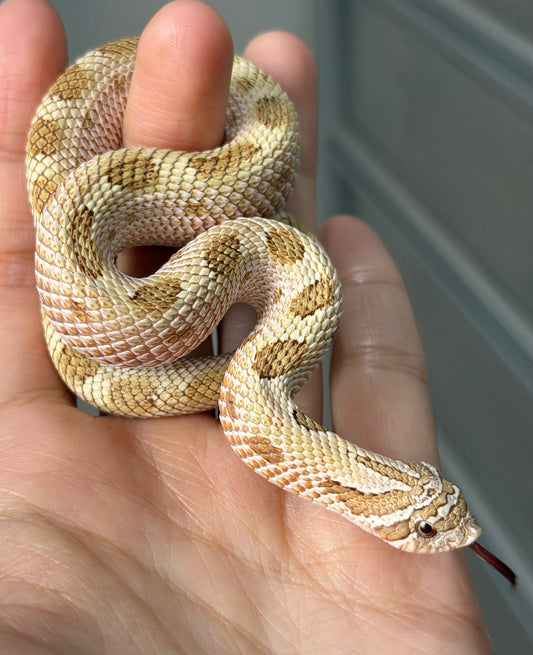 2025 北極太妃康達50%ph紫貂 ♂ (H25182)