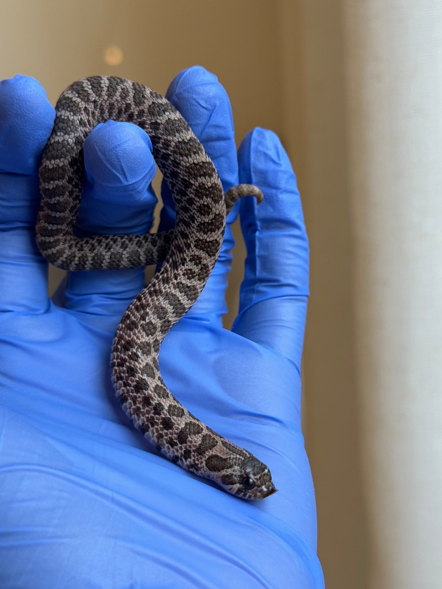 2025 北極紫貂66%ph白化 ♀ (H25204)