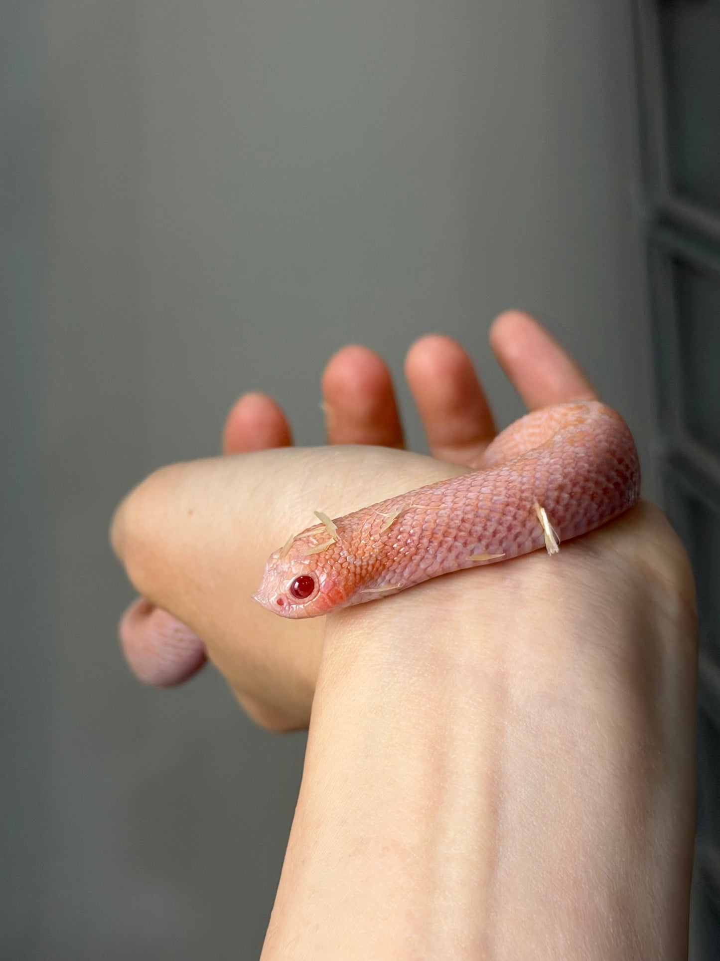 2025 超級北極太陽爆炸 ♀ (H25219)