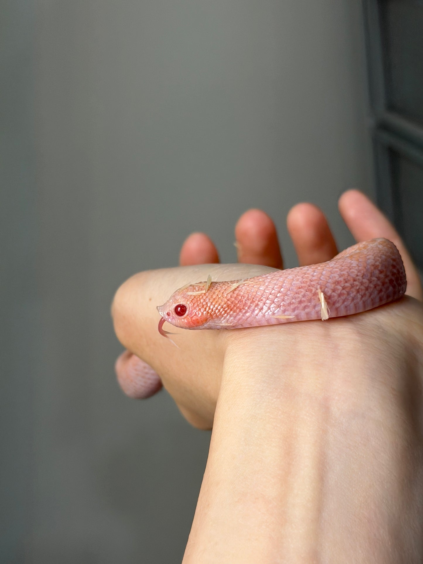 2025 超級北極太陽爆炸 ♀ (H25219)