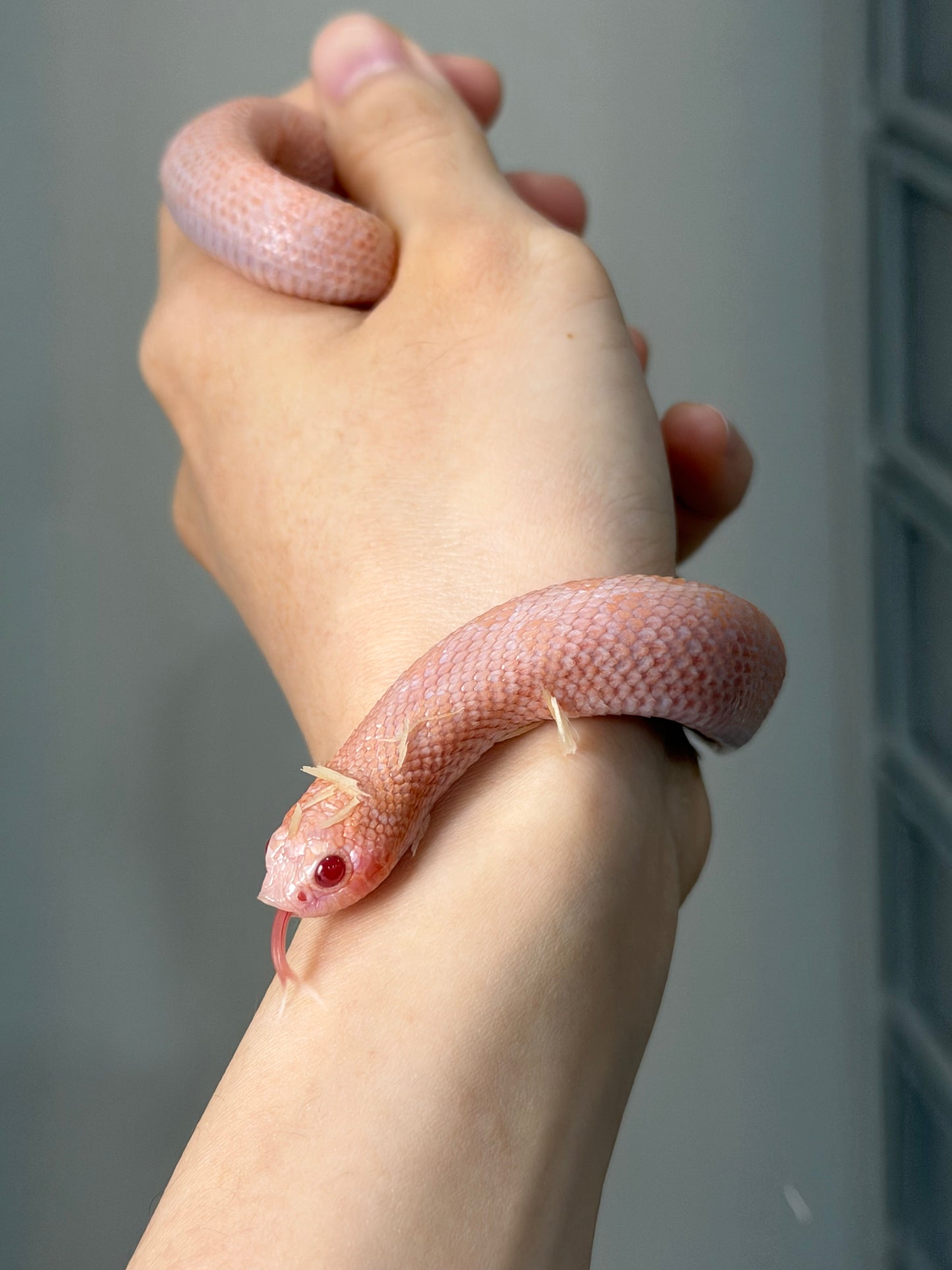 2025 超級北極太陽爆炸 ♀ (H25219)