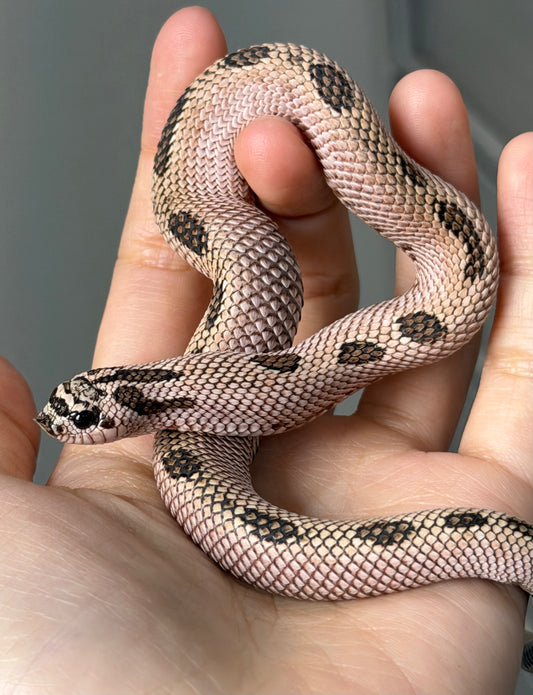 2025 超級北極康達Pos超級康達Het紫貂66%ph白化 ♂ (H25144)