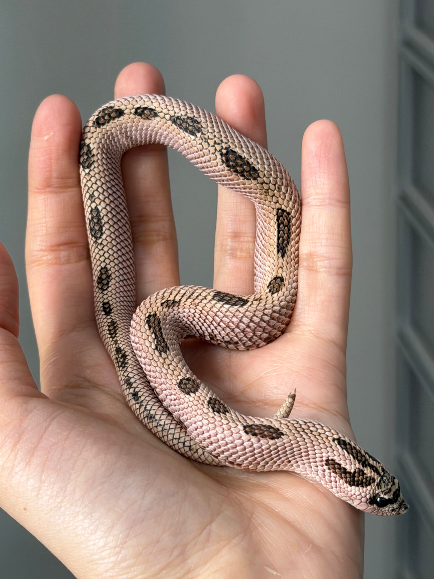 2025 超級北極康達Pos超級康達Het紫貂66%ph白化 ♂ (H25144)