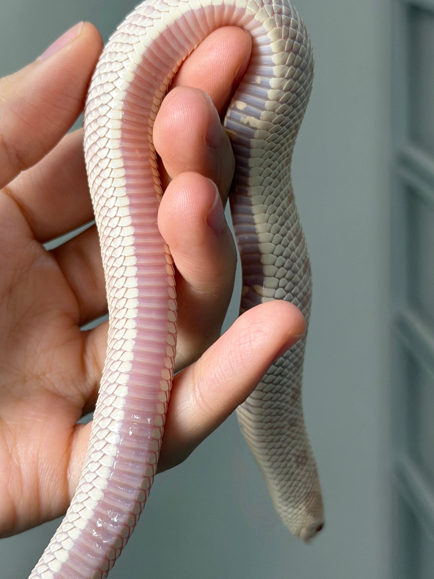 2025 雪白康達66%ph幽靈 ♀ (H25168)