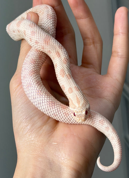 2025 雪白康達66%ph幽靈 ♀ (H25168)