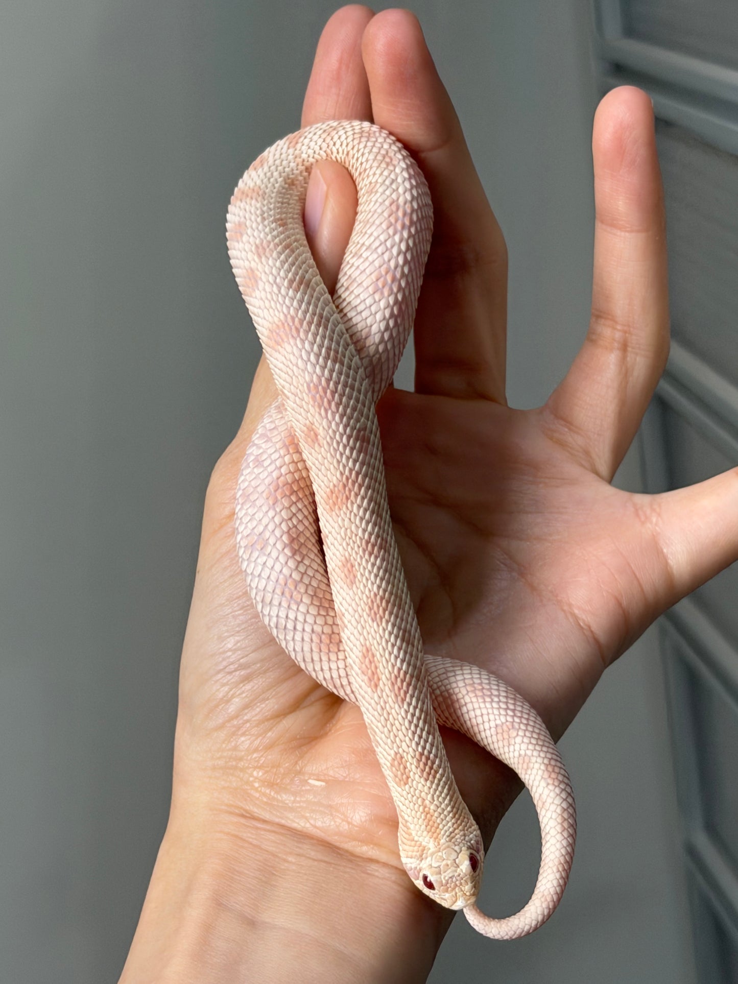 2025 雪白康達66%ph幽靈 ♀ (H25168)