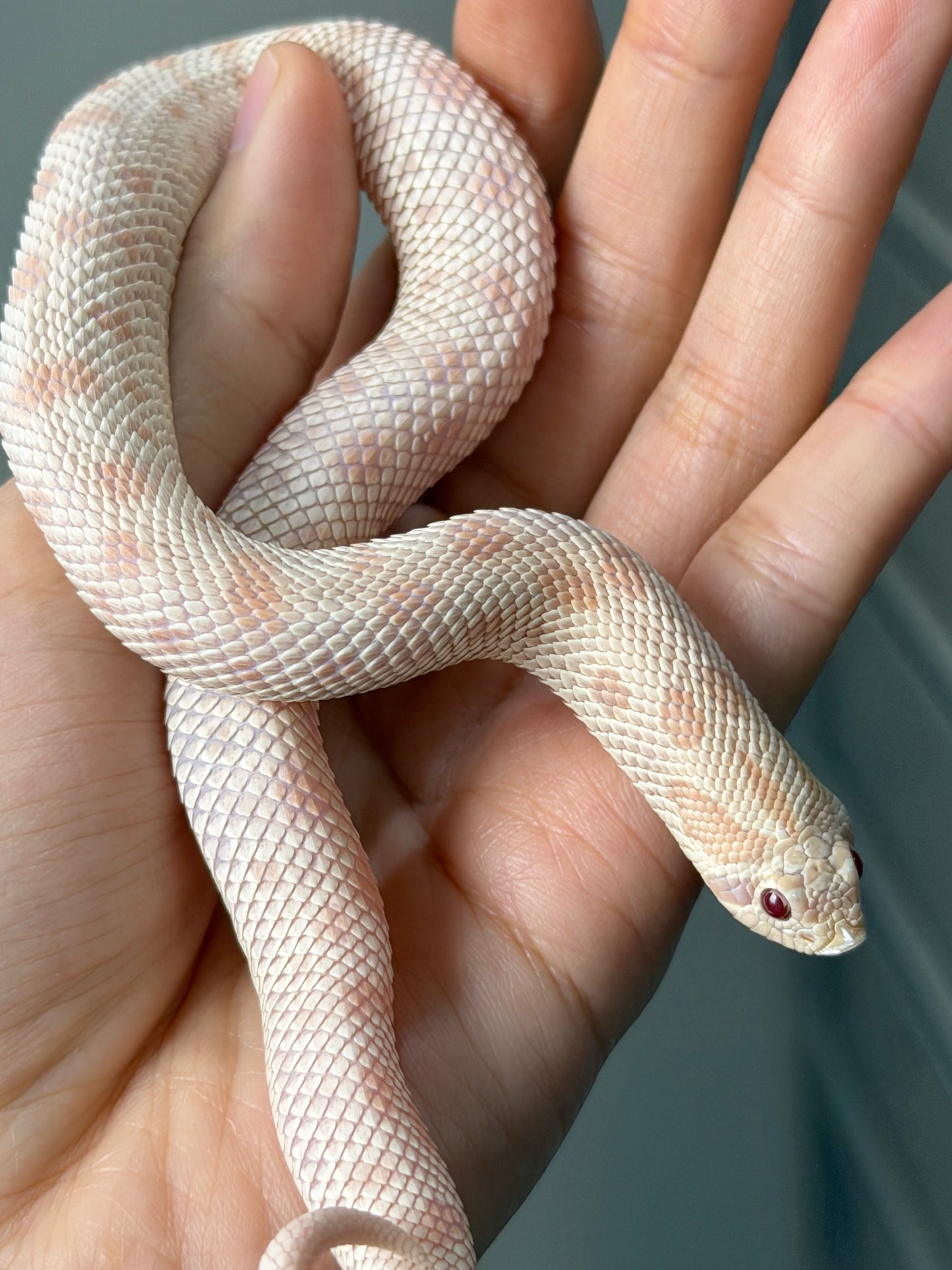 2025 雪白康達66%ph幽靈 ♀ (H25168)