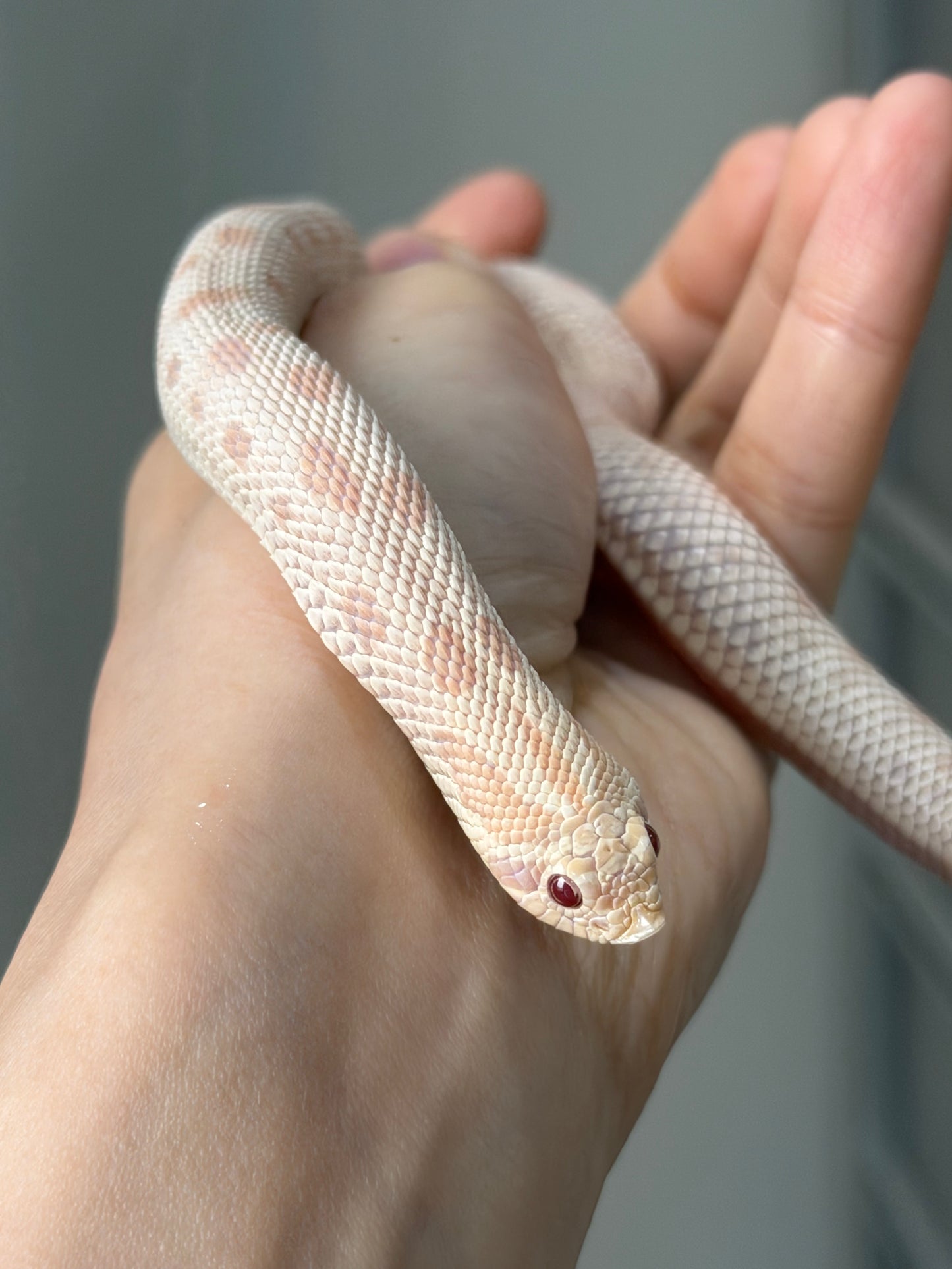 2025 雪白康達66%ph幽靈 ♀ (H25168)