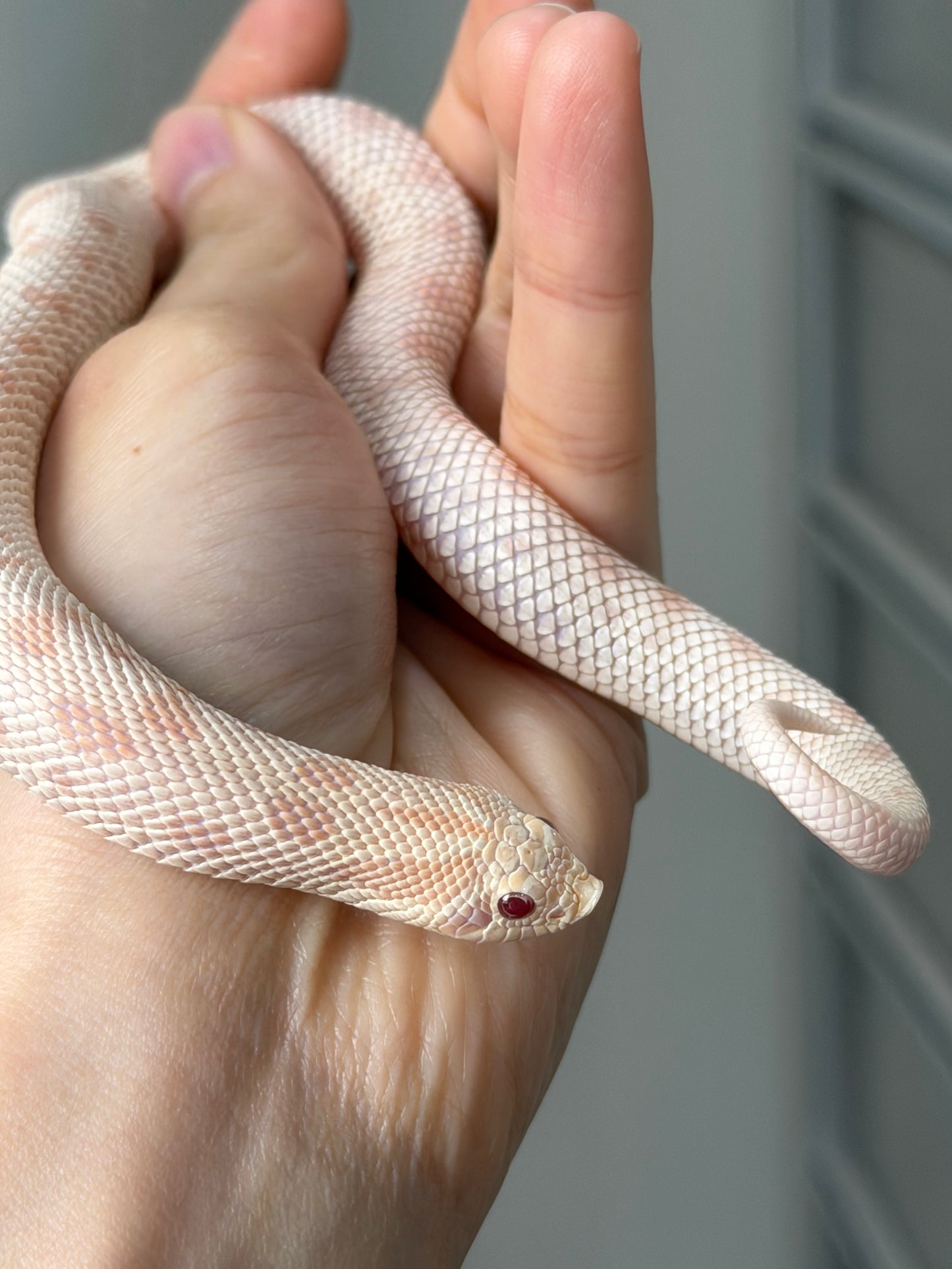 2025 雪白康達66%ph幽靈 ♀ (H25168)