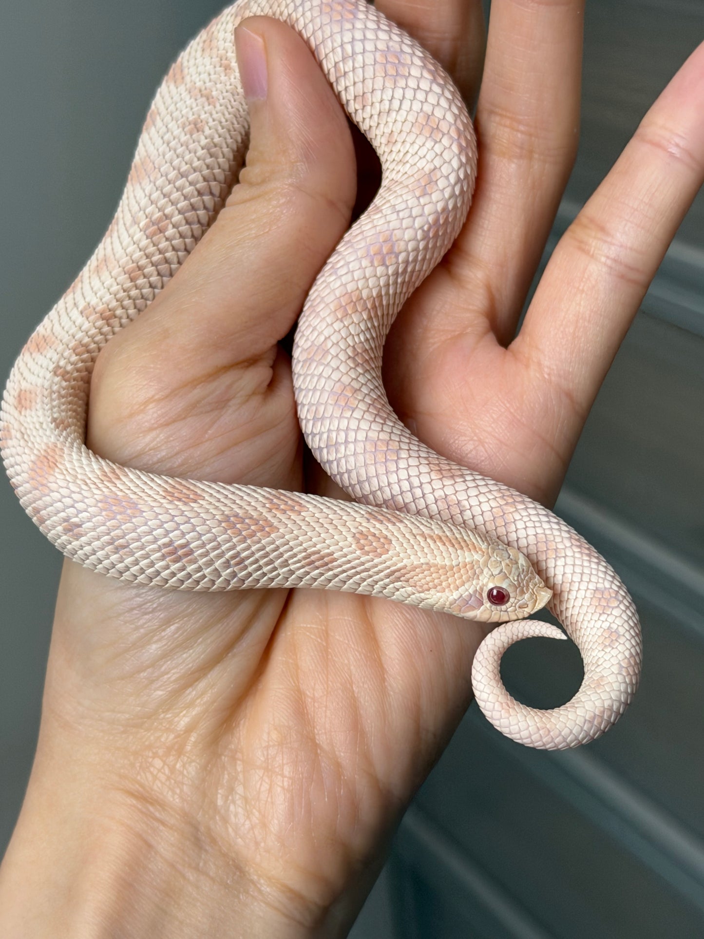 2025 雪白康達66%ph幽靈 ♀ (H25168)