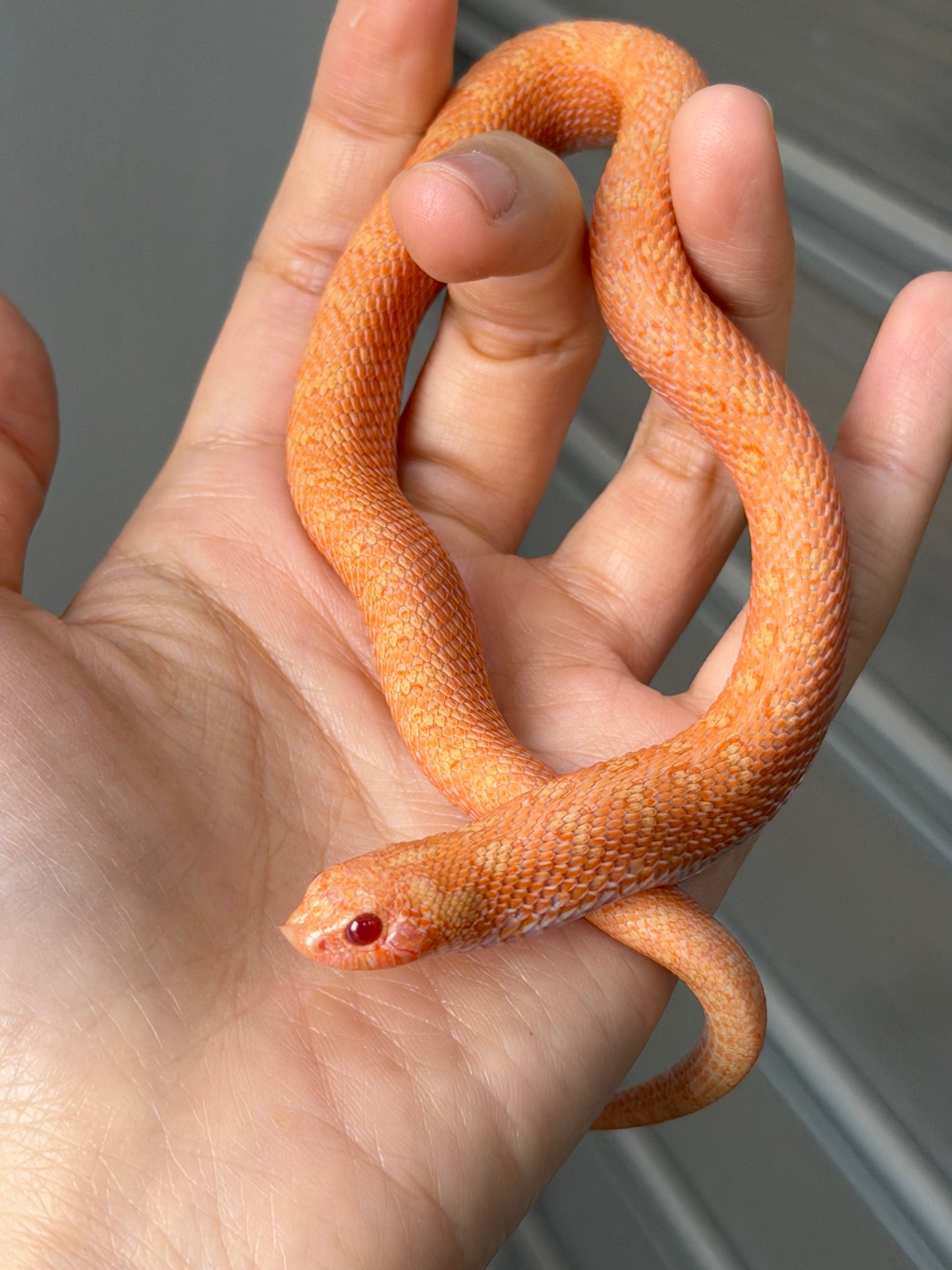 2025 北極太陽爆炸 ♂ (H25221)