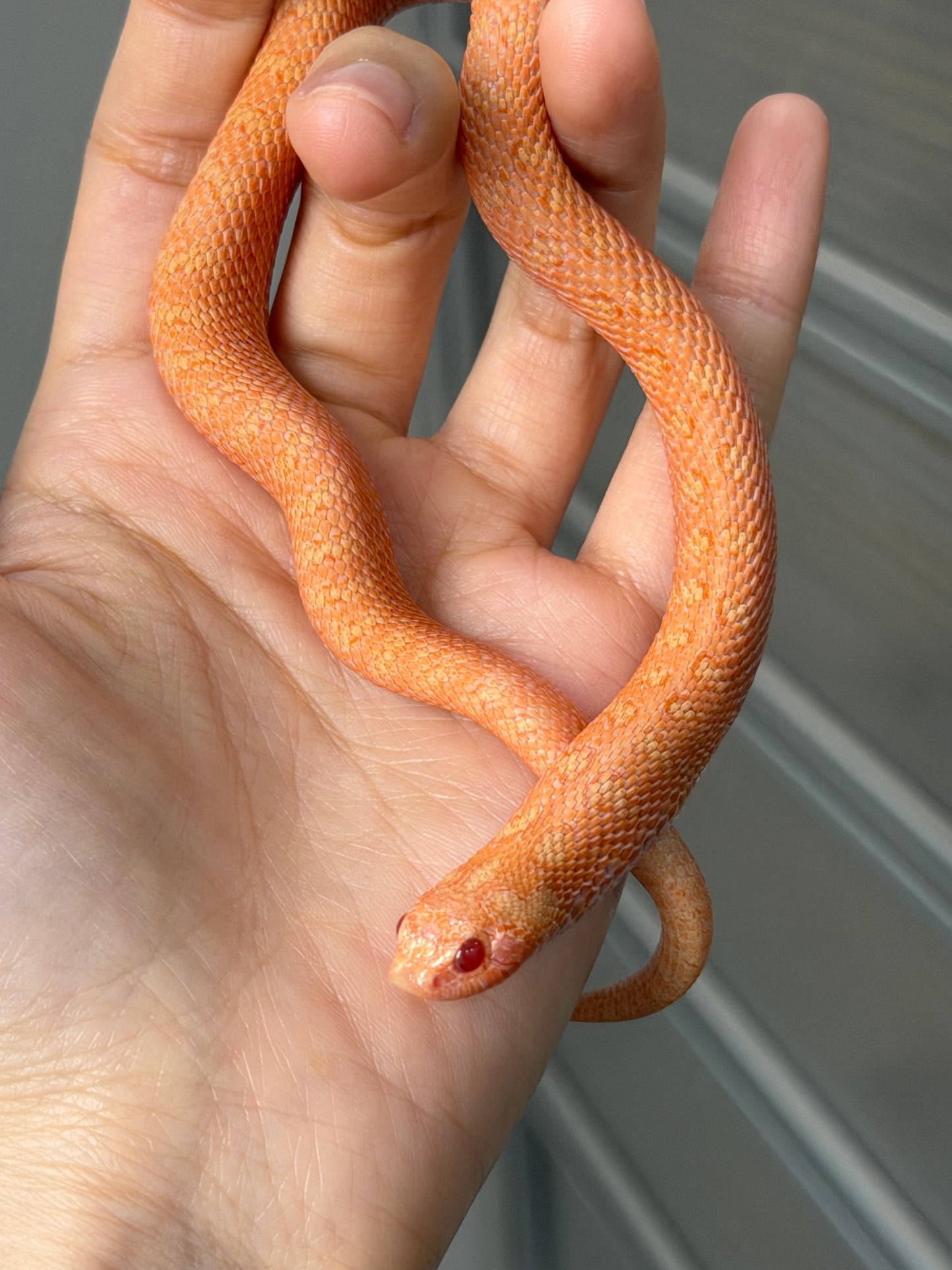 2025 北極太陽爆炸 ♂ (H25221)