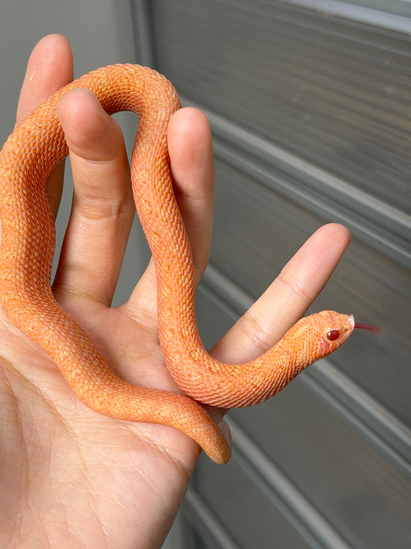 2025 北極太陽爆炸 ♂ (H25221)