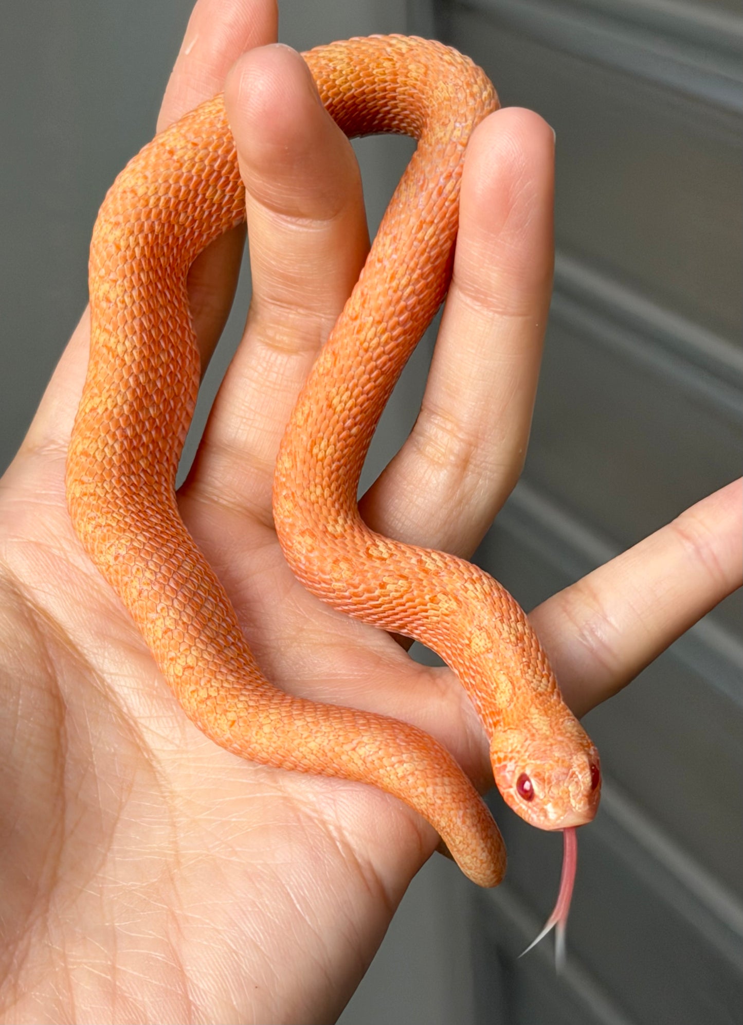 2025 北極太陽爆炸 ♂ (H25221)