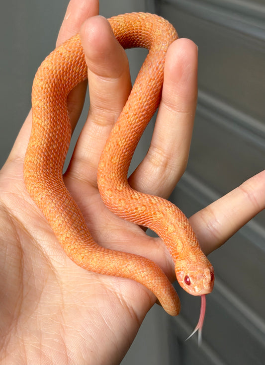 2025 北極太陽爆炸 ♂ (H25221)