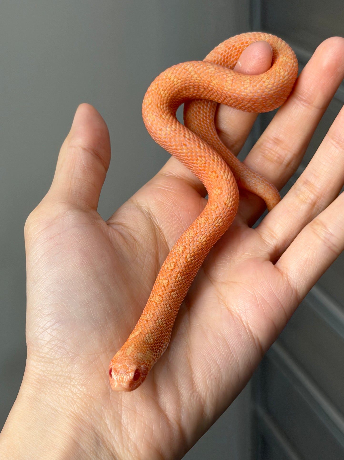 2025 北極太陽爆炸 ♂ (H25221)