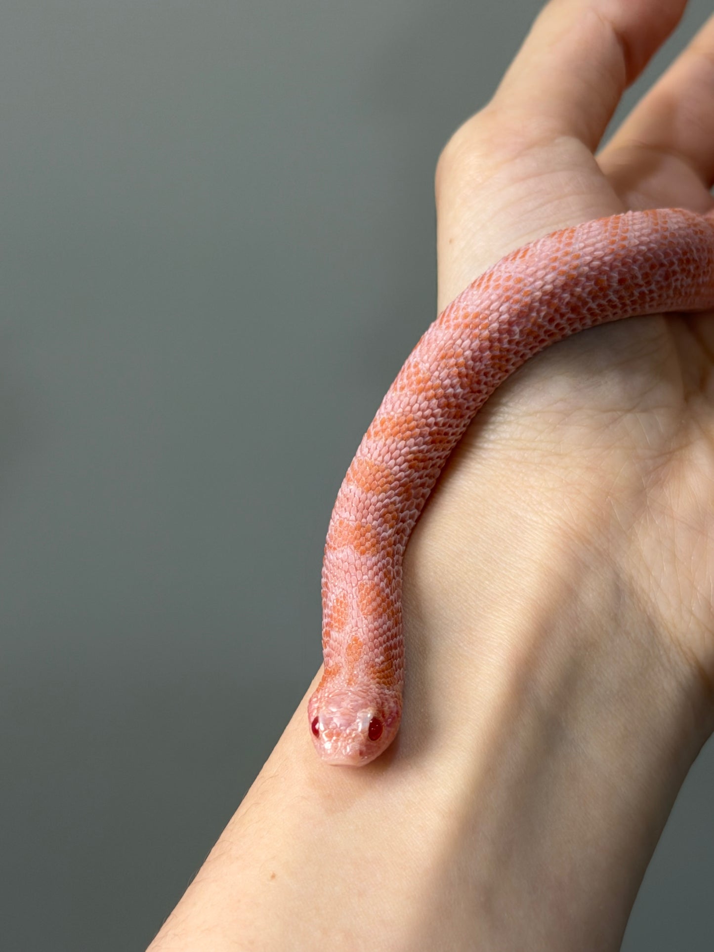 2025 超級北極太陽爆炸 ♂ (H25230)