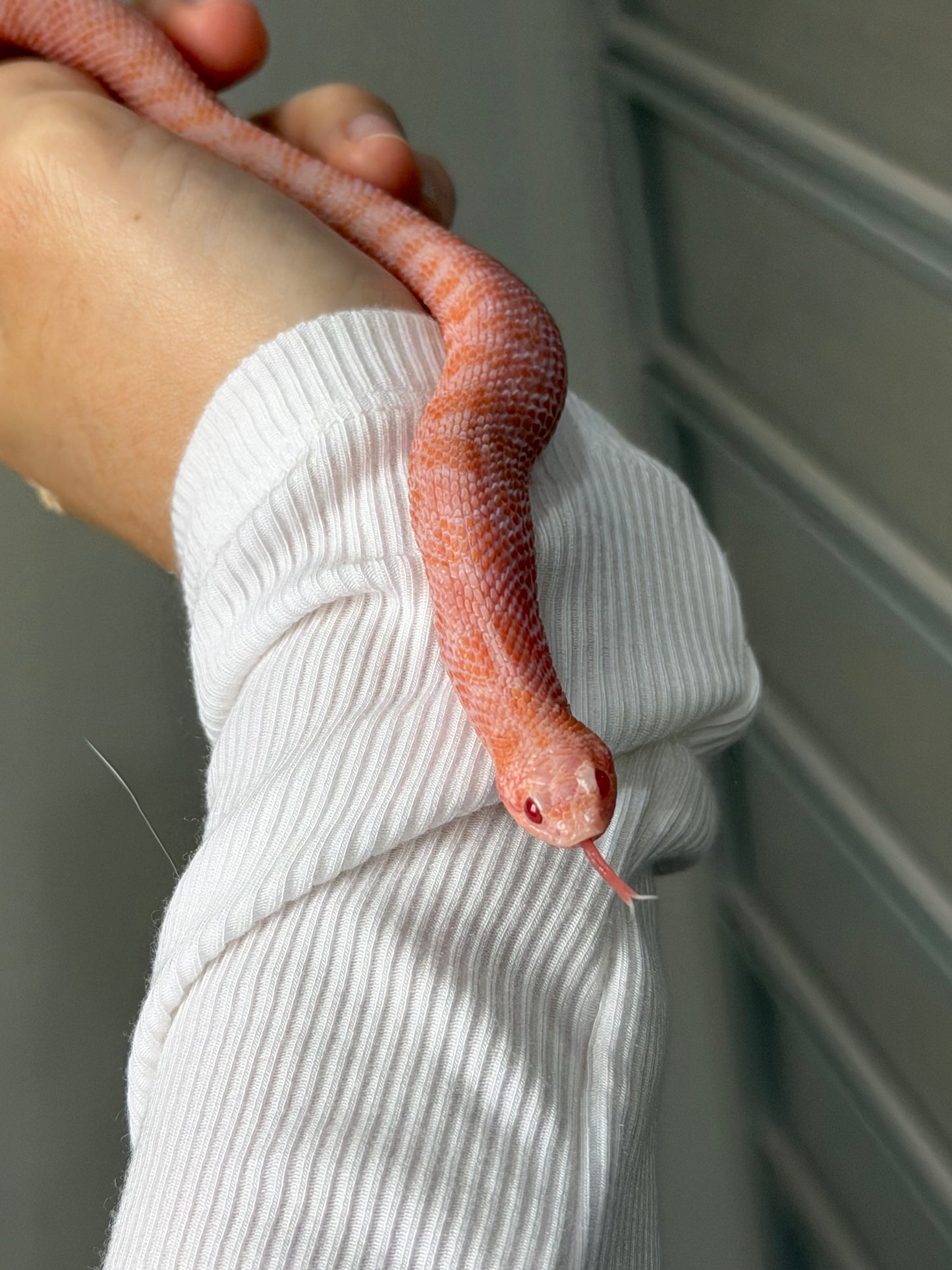 2025 超級北極太陽爆炸 ♂ (H25230)