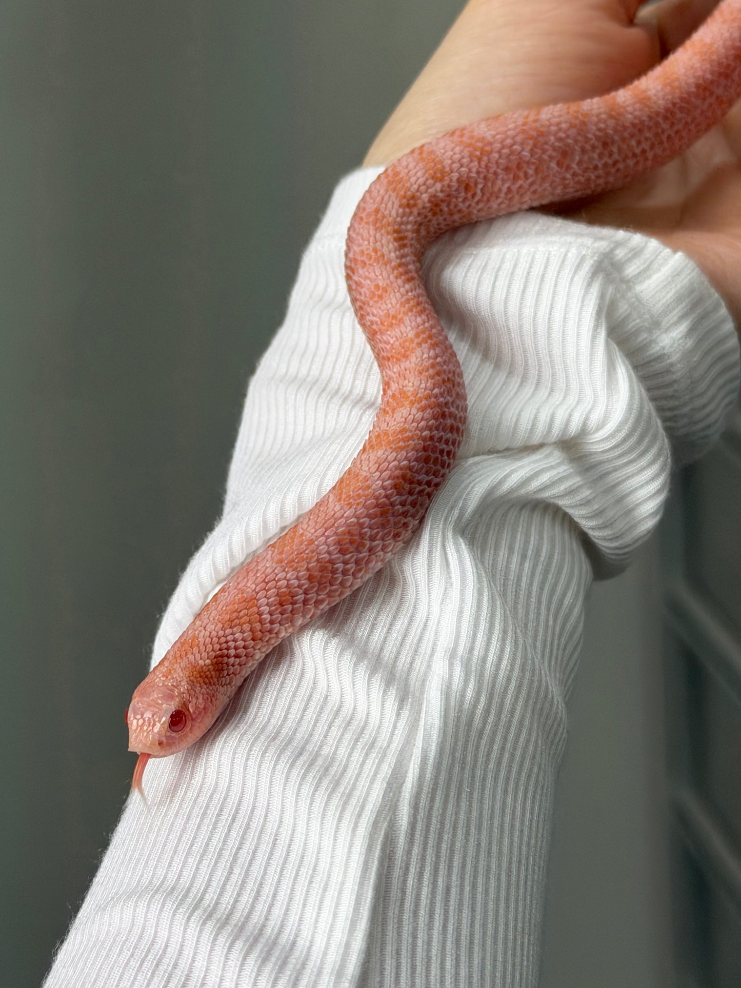 2025 超級北極太陽爆炸 ♂ (H25230)