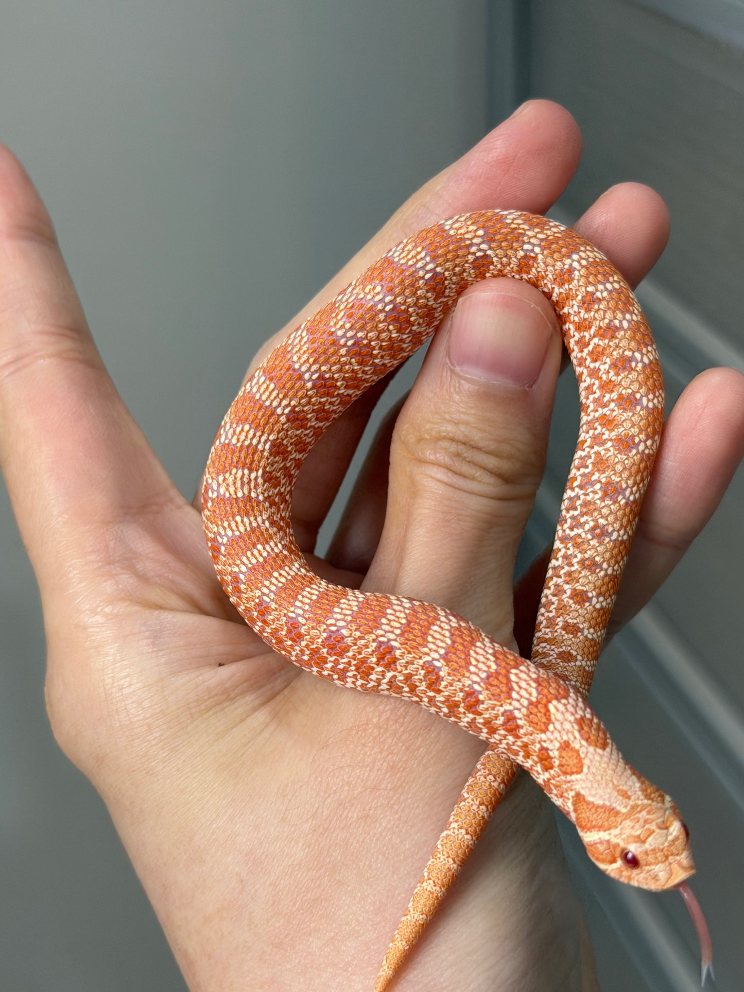 2025 白化Het幽靈雪 ♂ (H25474)