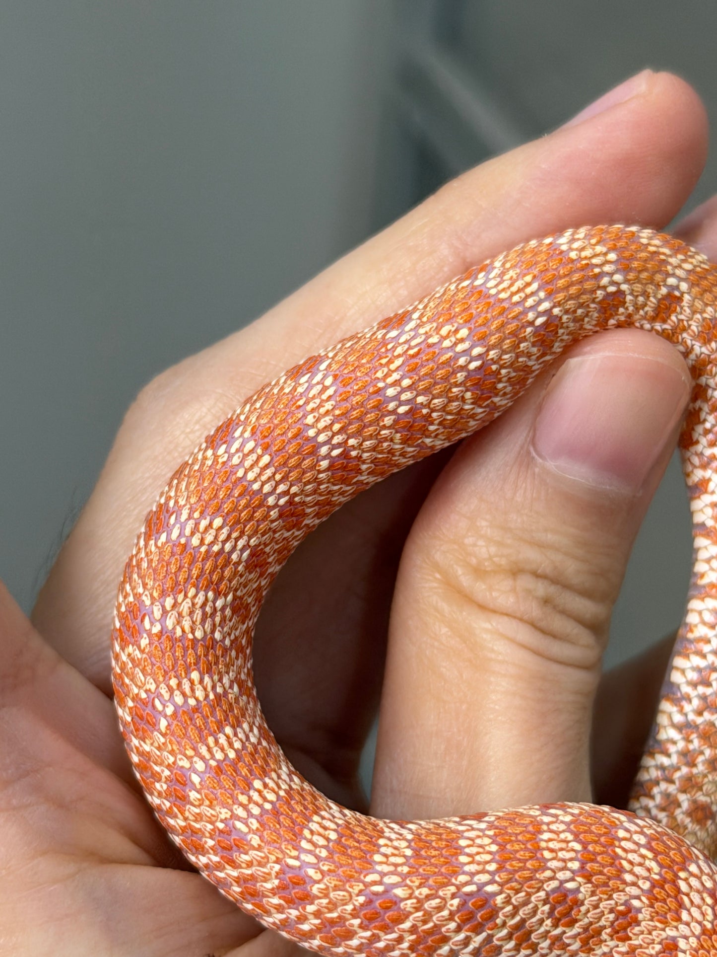 2025 白化Het幽靈雪 ♂ (H25474)