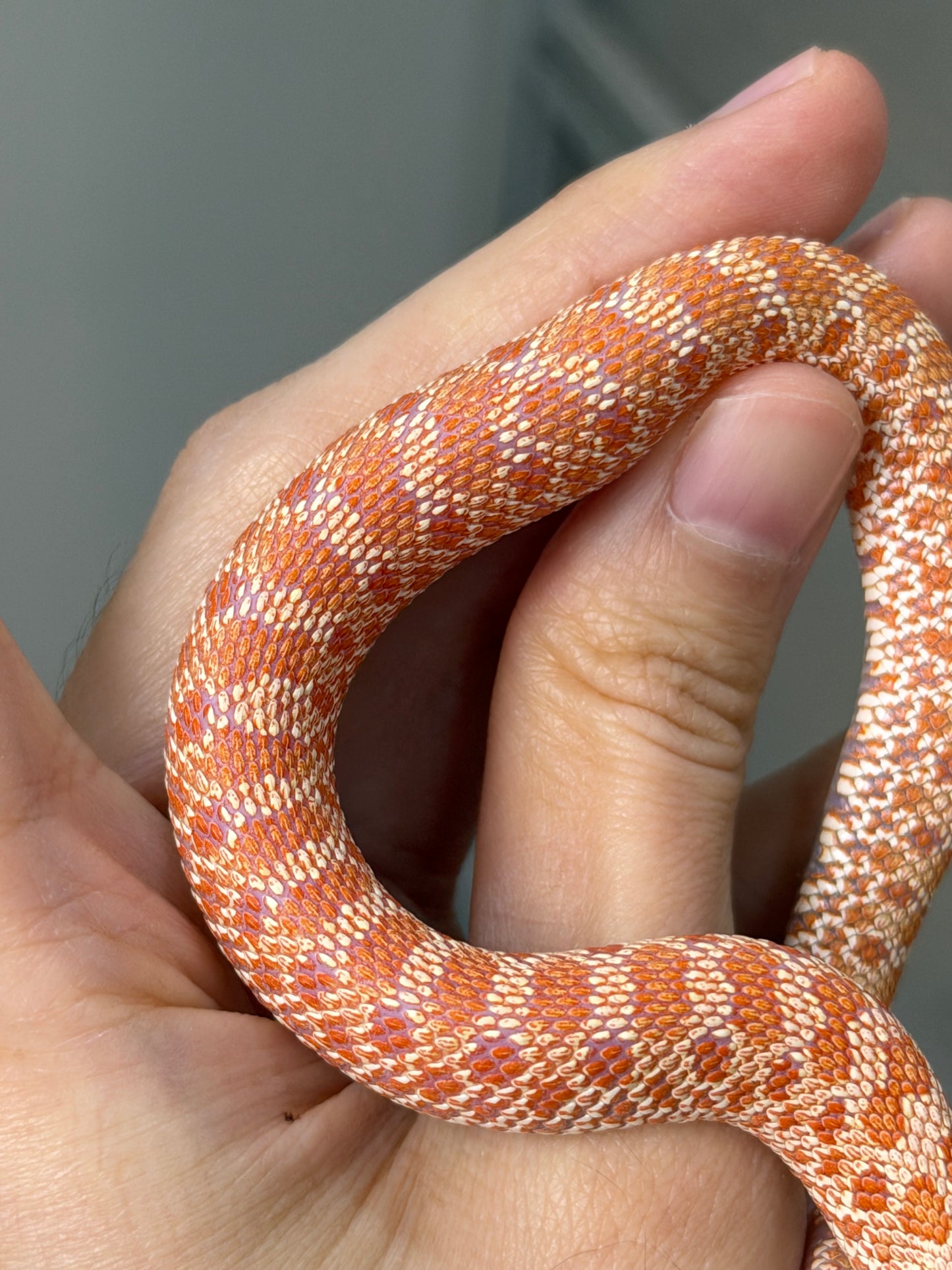 2025 白化Het幽靈雪 ♂ (H25474)