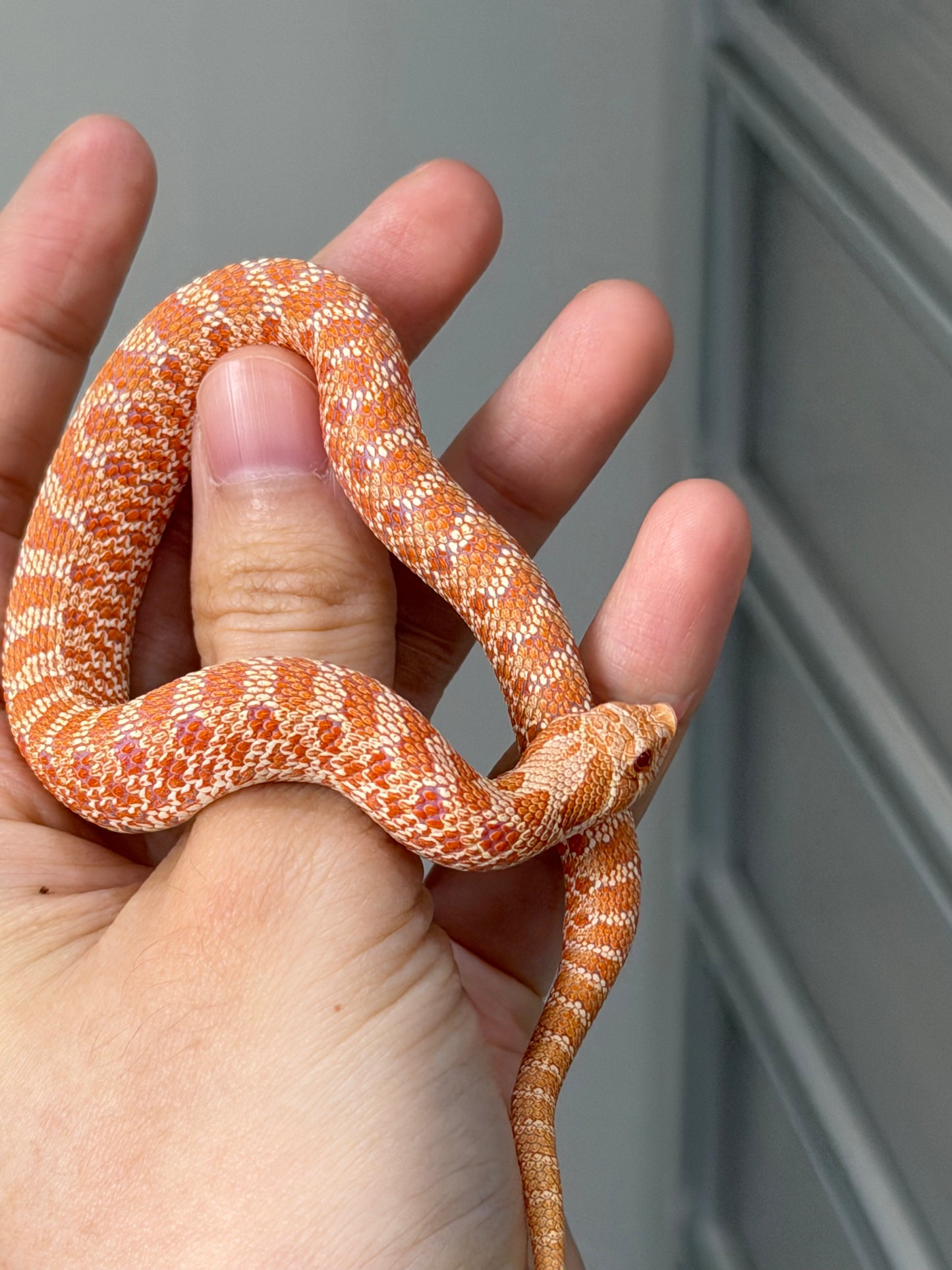 2025 白化Het幽靈雪 ♂ (H25474)