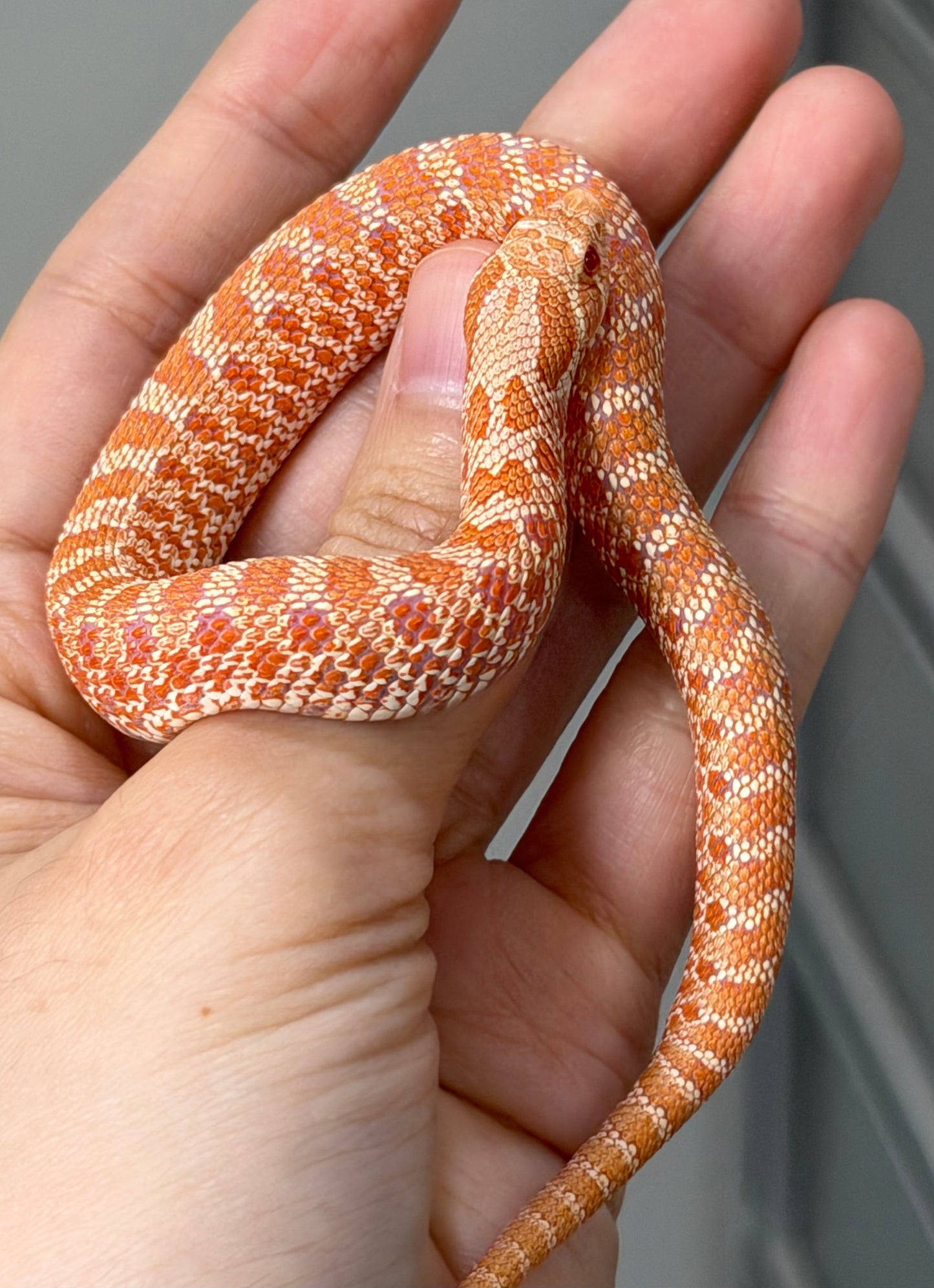 2025 白化Het幽靈雪 ♂ (H25474)