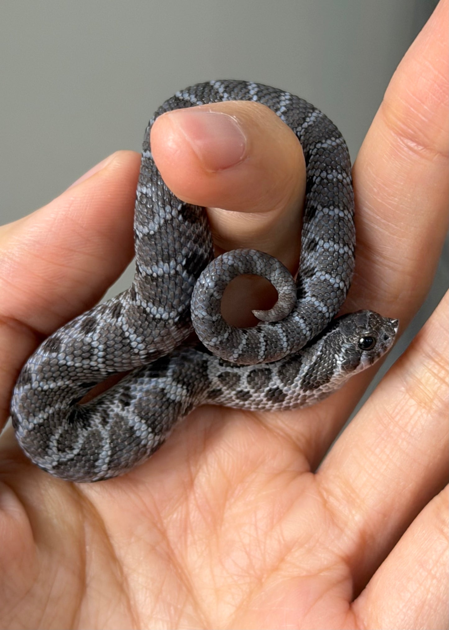 2025 風暴雲Het雪爆 ♂ (H25486)