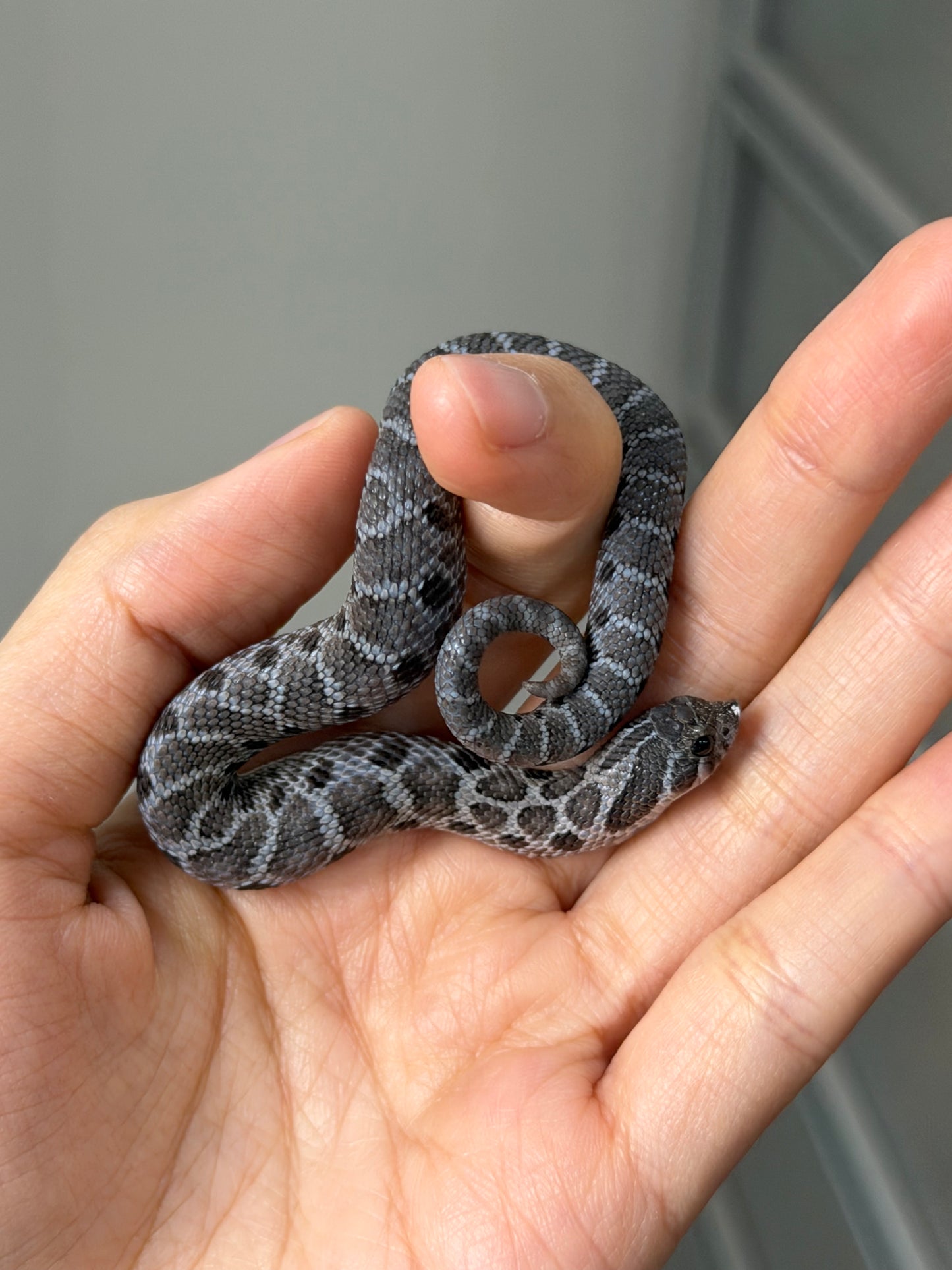 2025 風暴雲Het雪爆 ♂ (H25486)